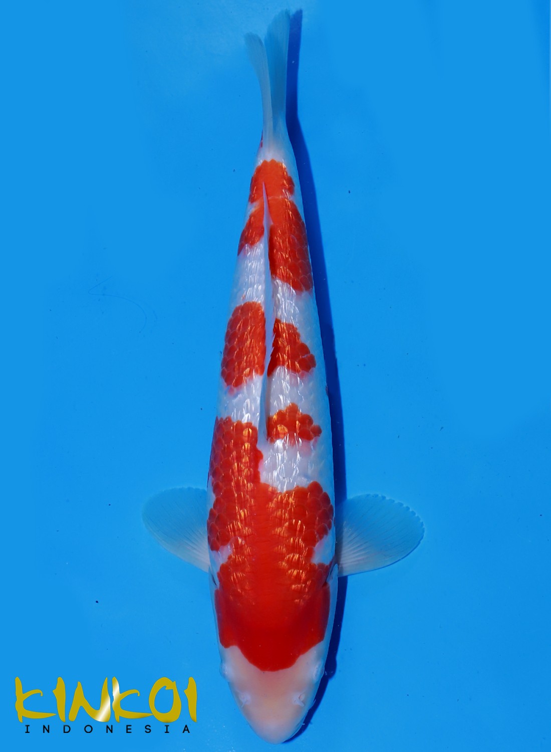 Juara 1