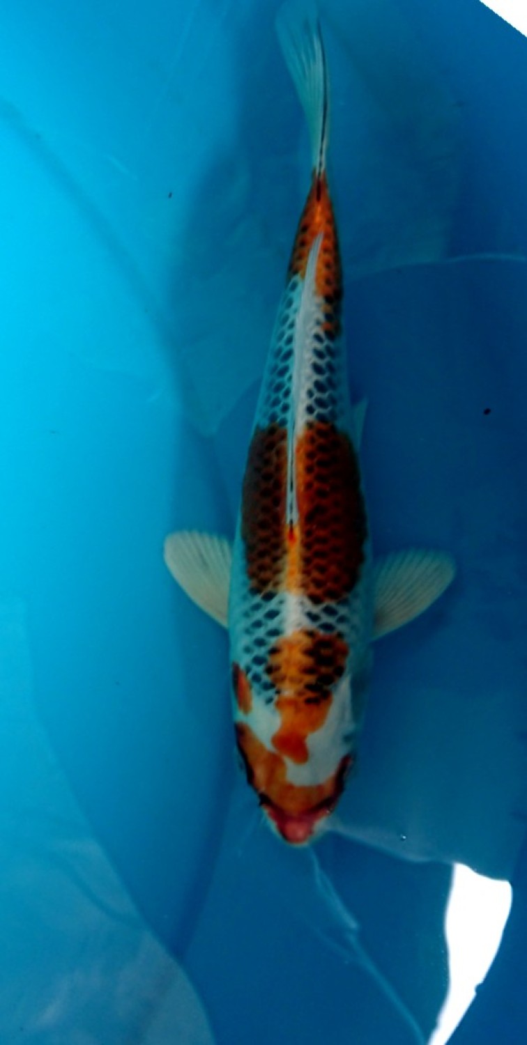 Juara 1