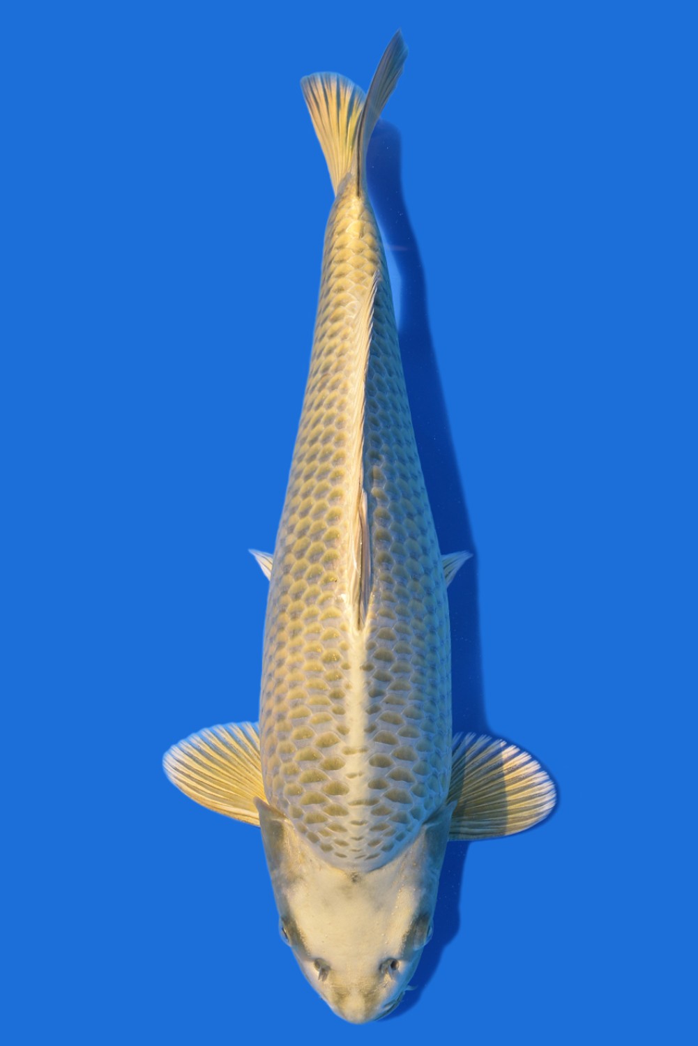 Juara 1