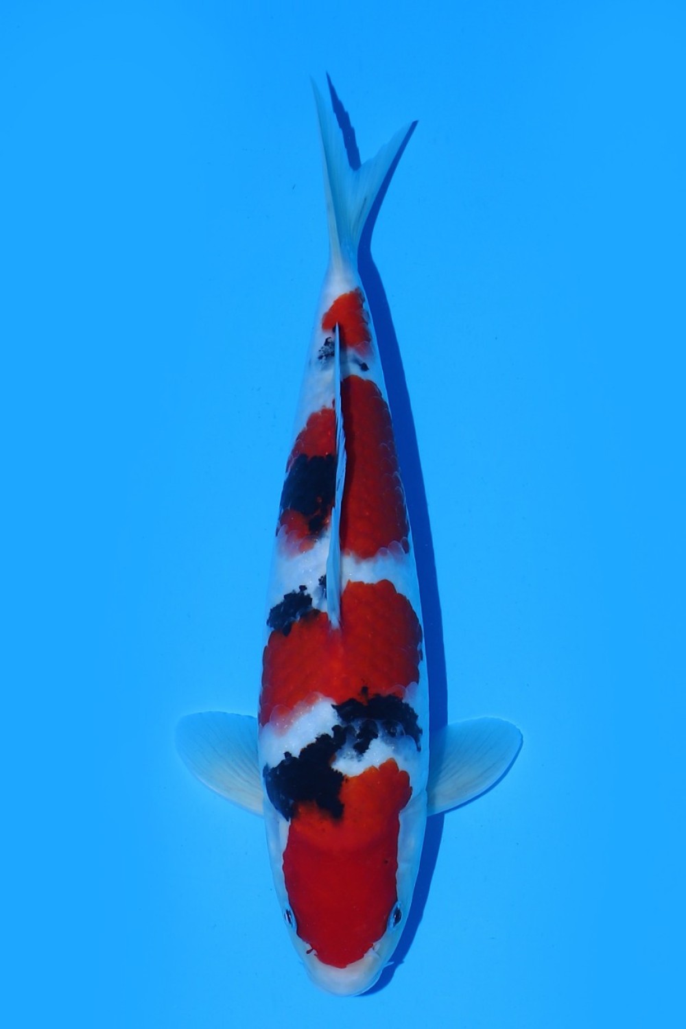 Juara 2