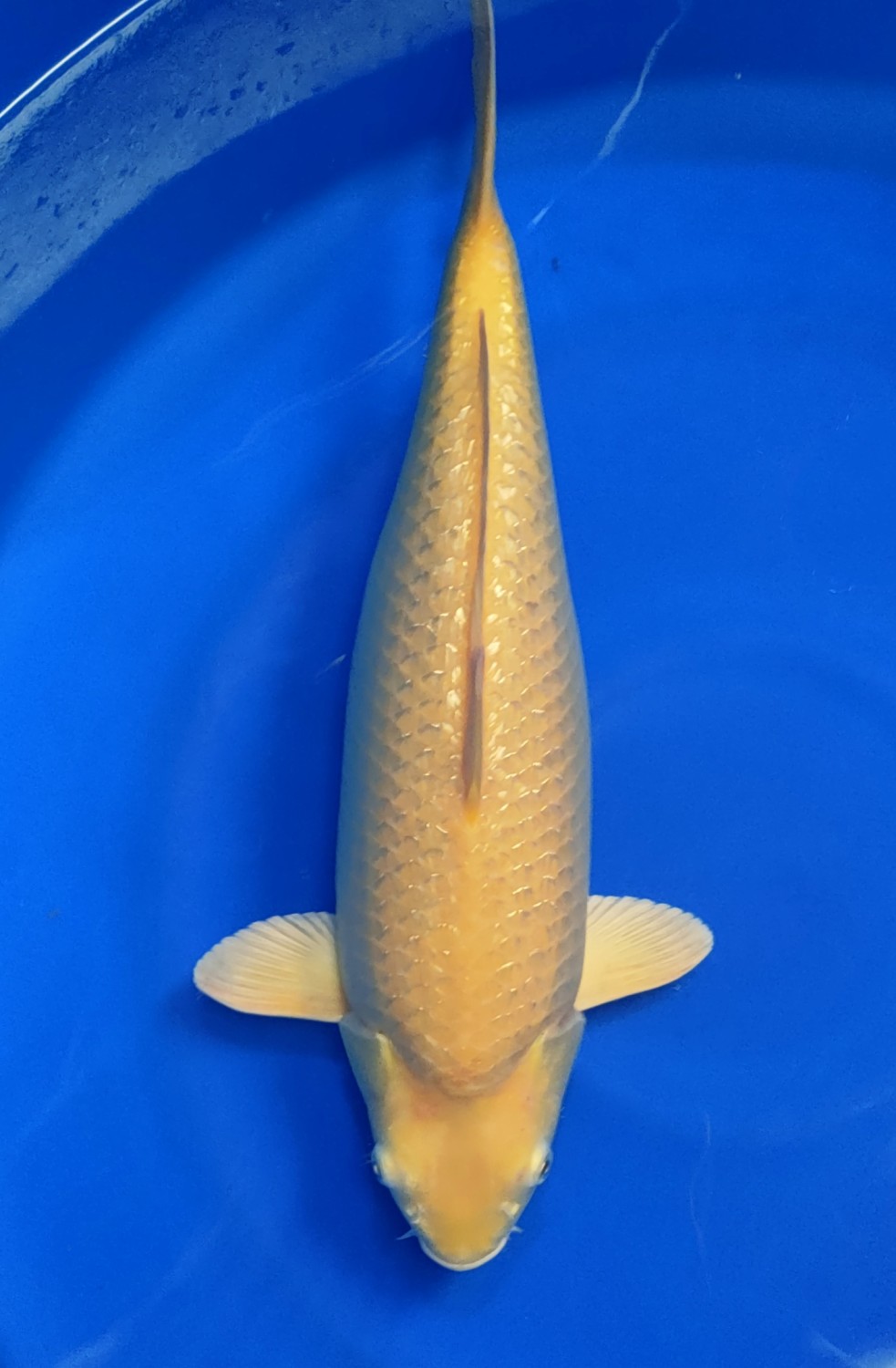 Best In Size E 36-40 Cm