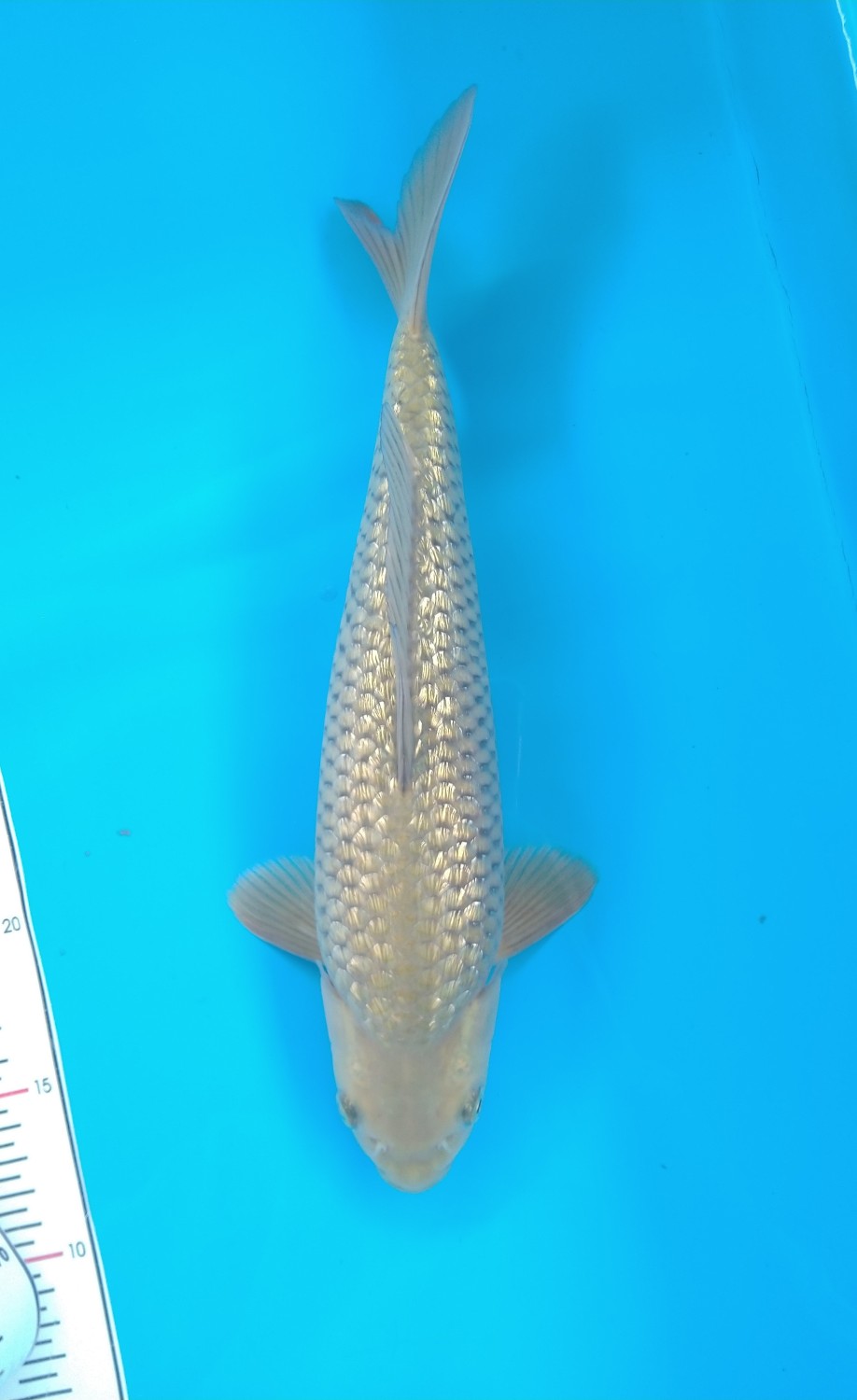Juara 5