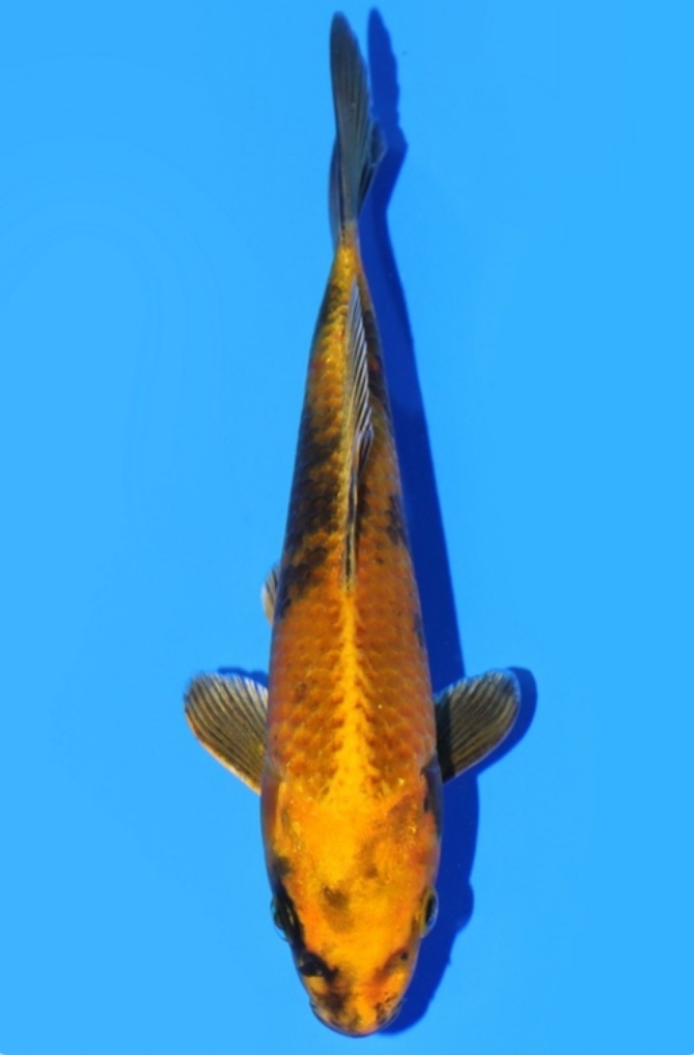 Juara 3