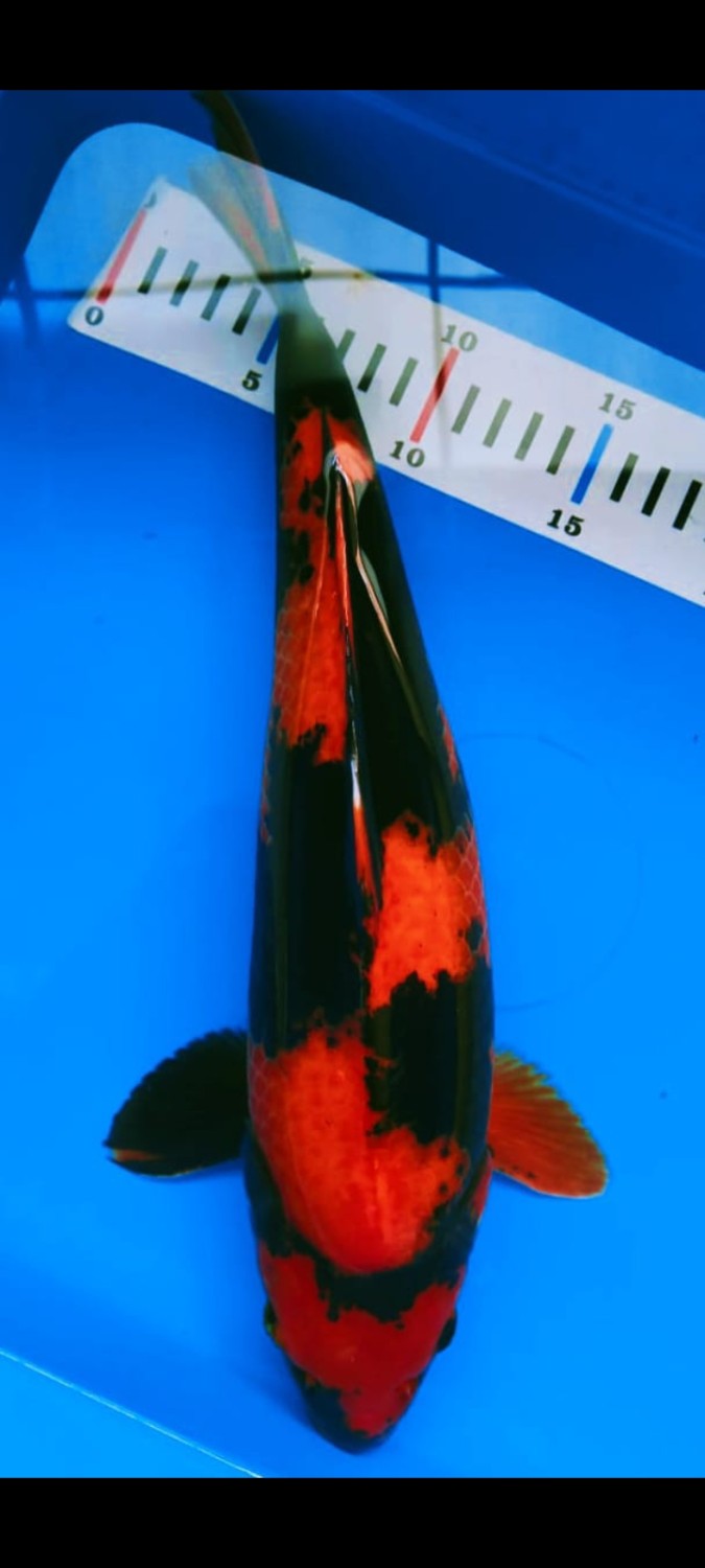 Juara 1