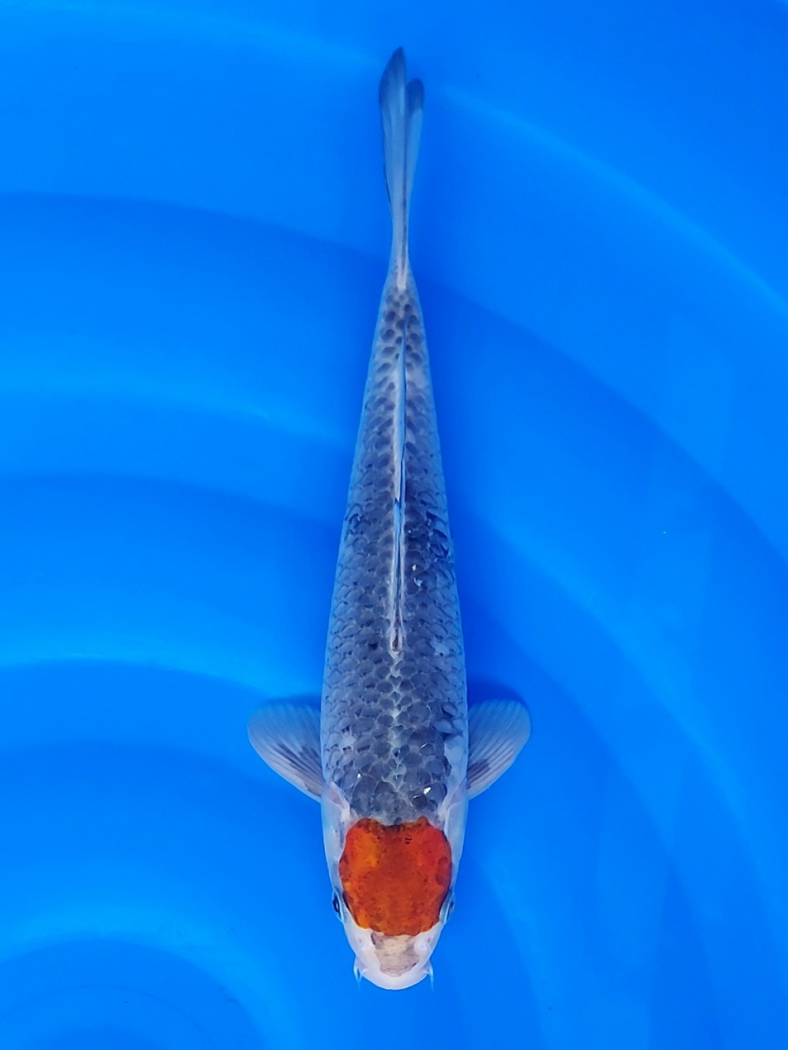 Juara 1
