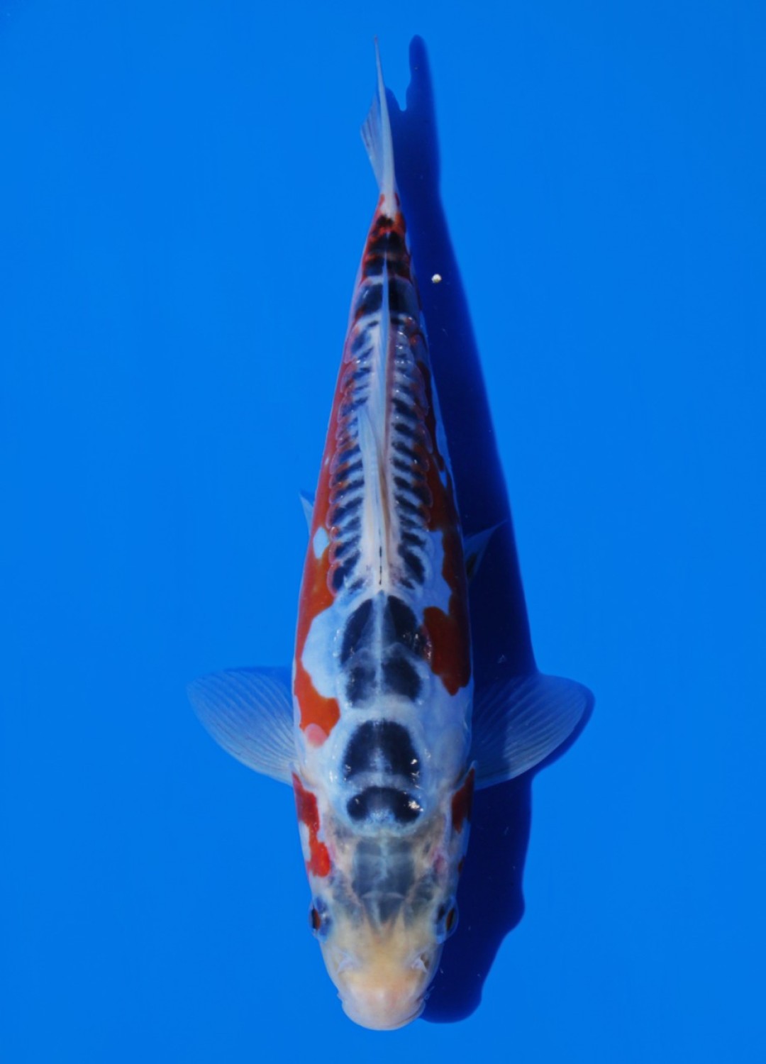Juara 1