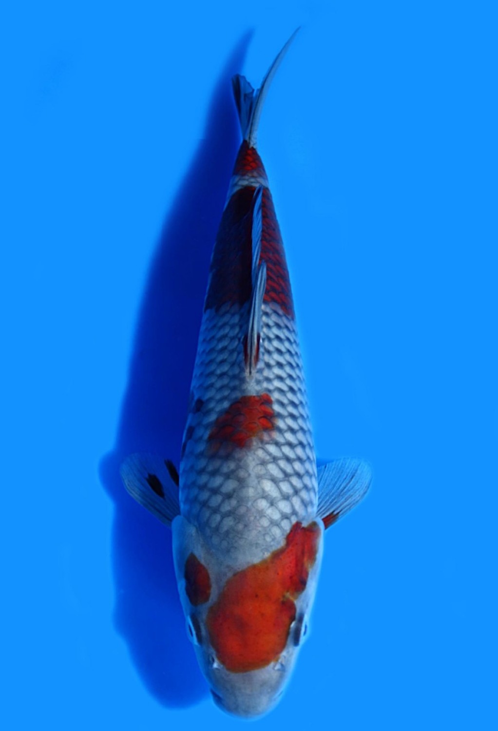 Juara 4