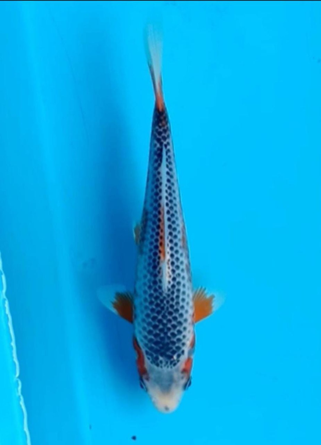 Juara 2
