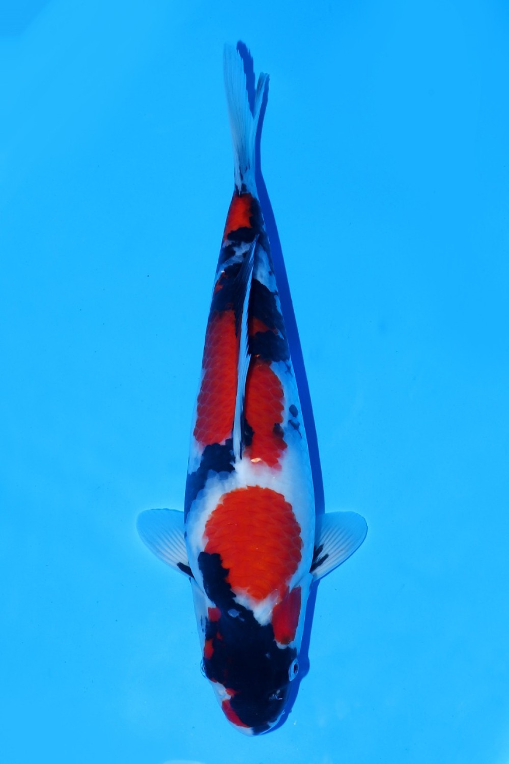 Juara 4