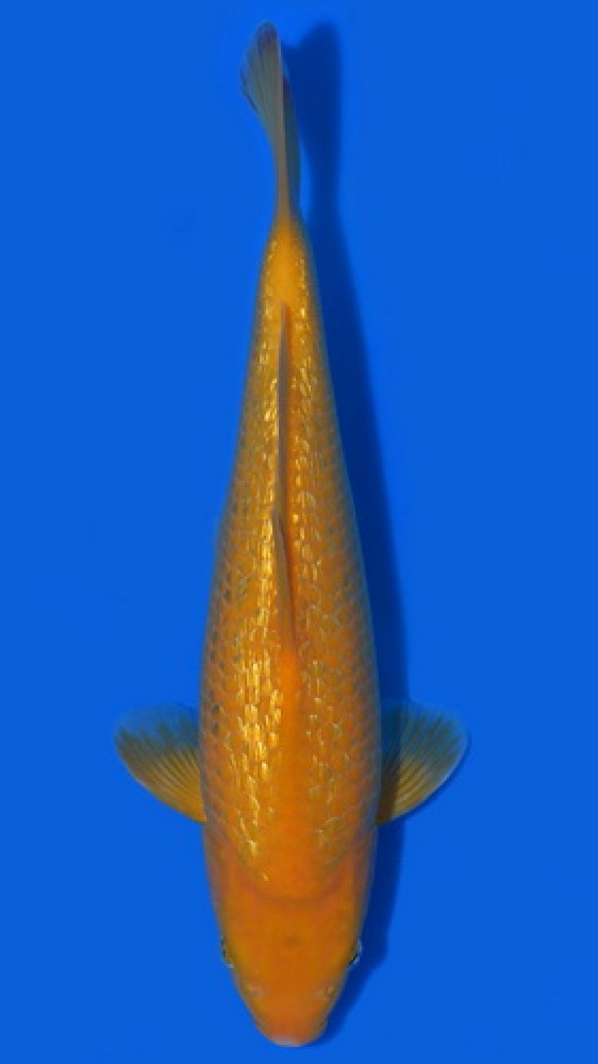 Juara 2