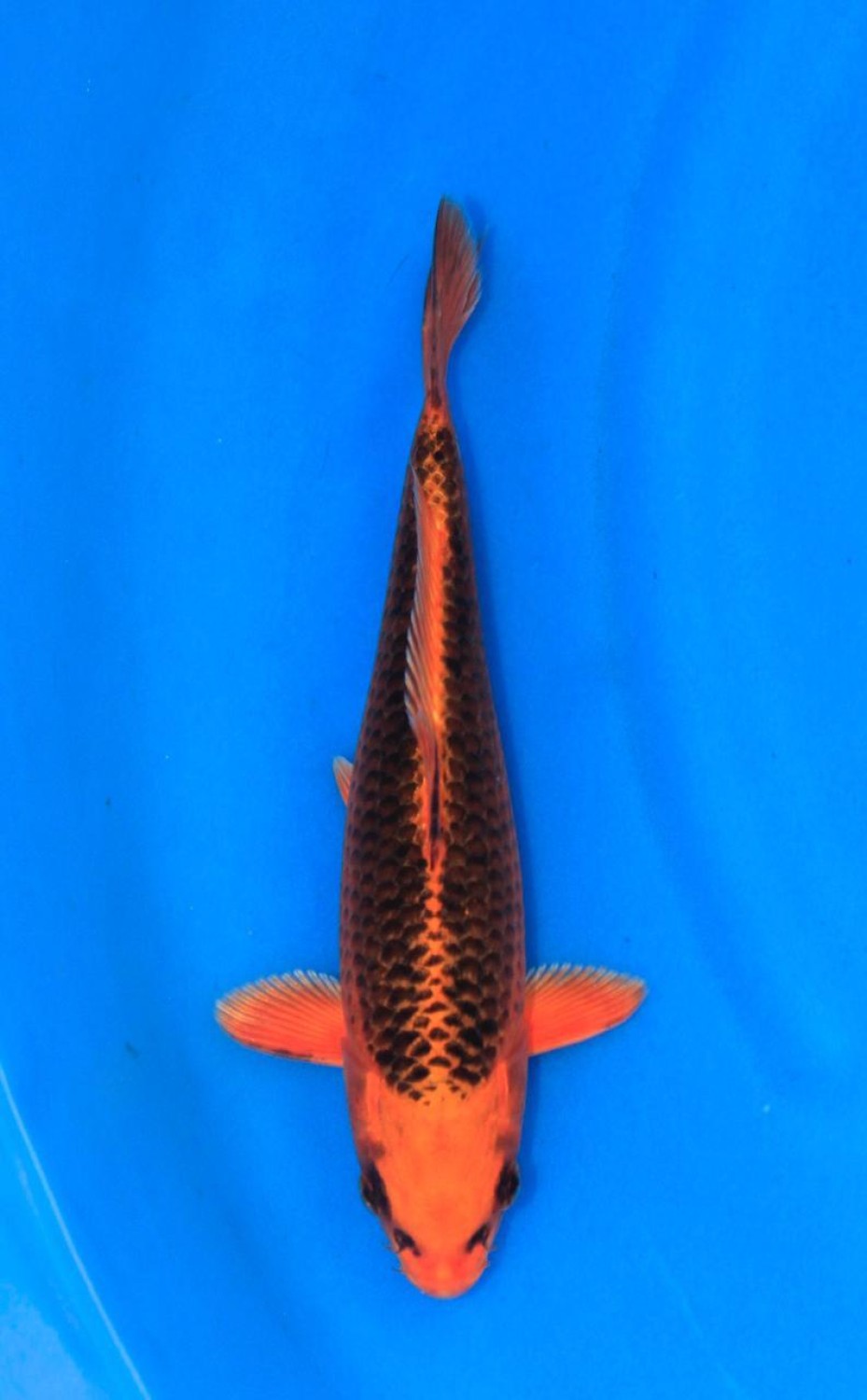 Best In Size E 46-50 Cm