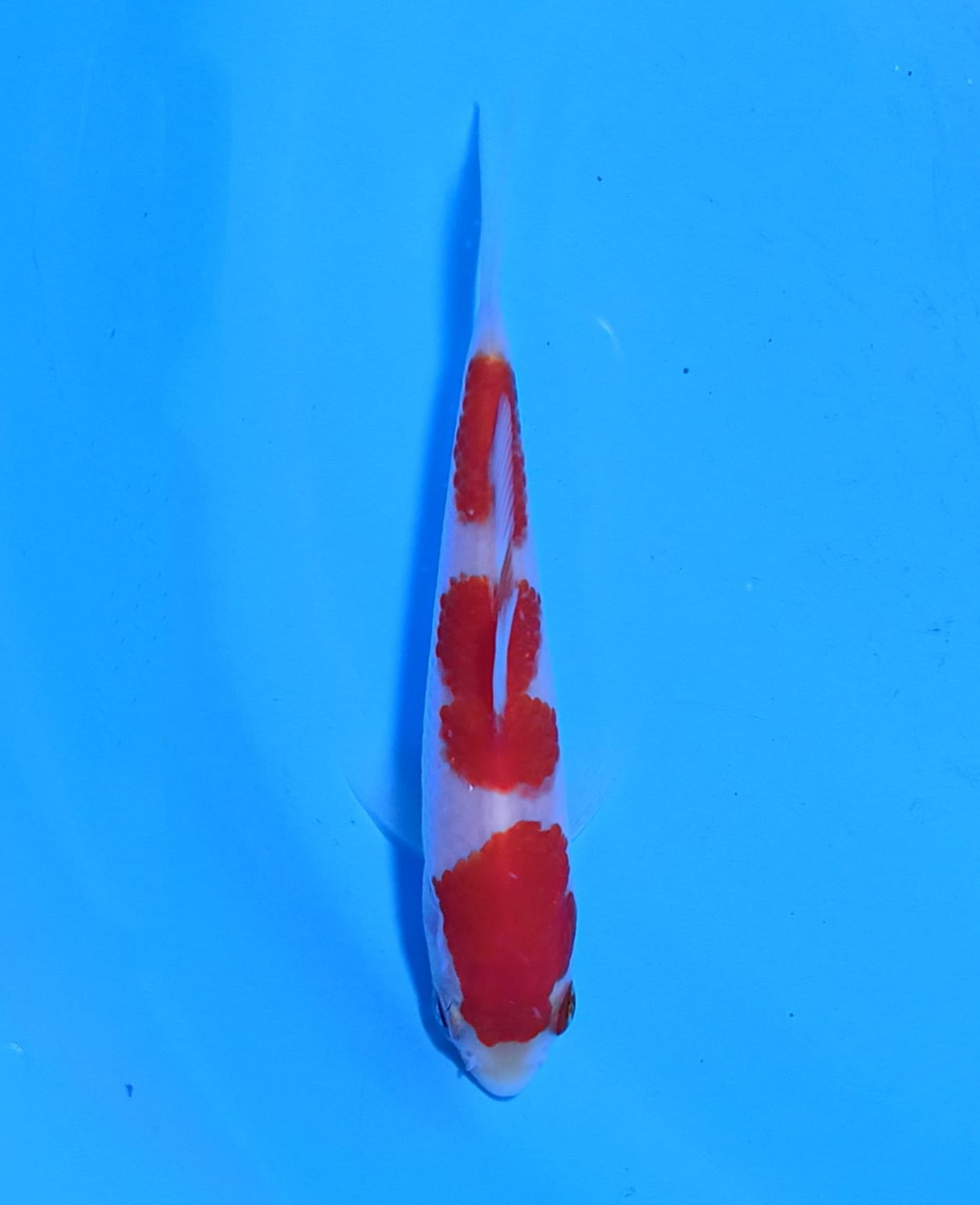 Juara 5