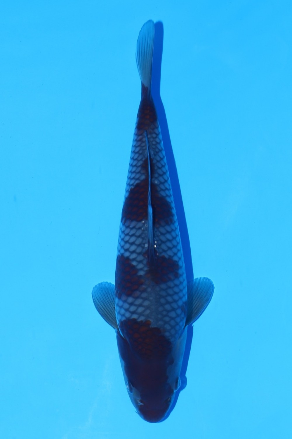 Juara 2