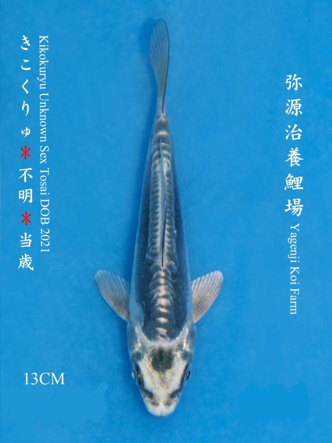 Juara 1