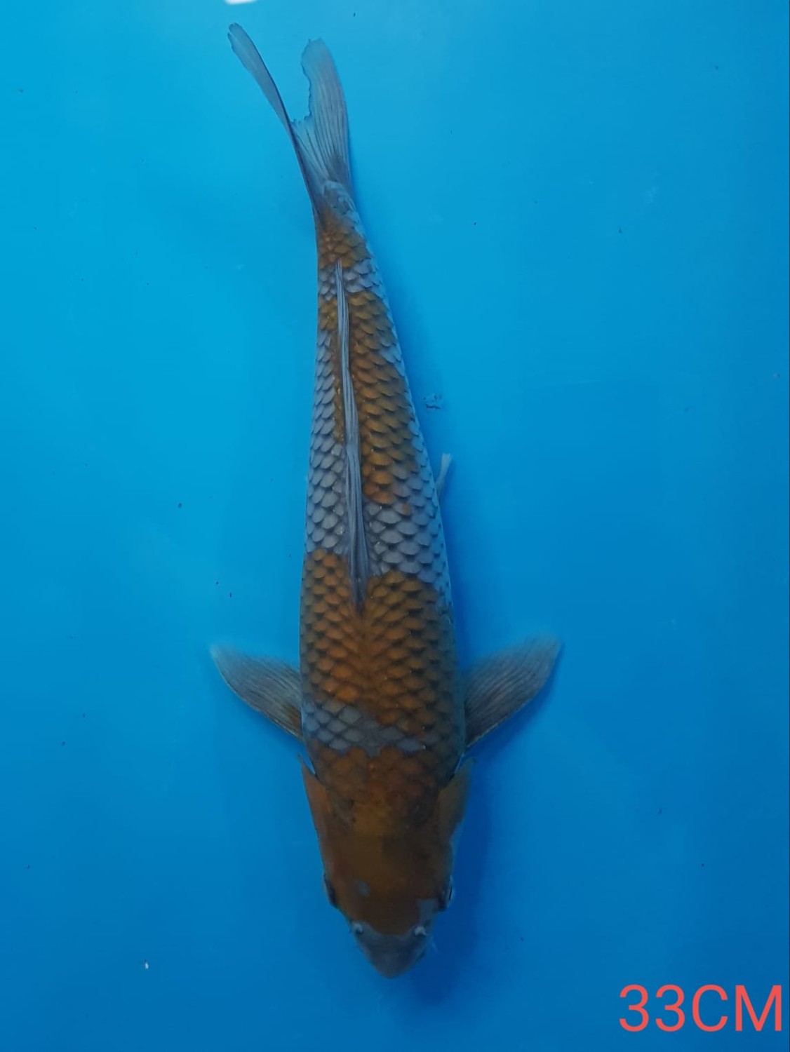 Juara 1