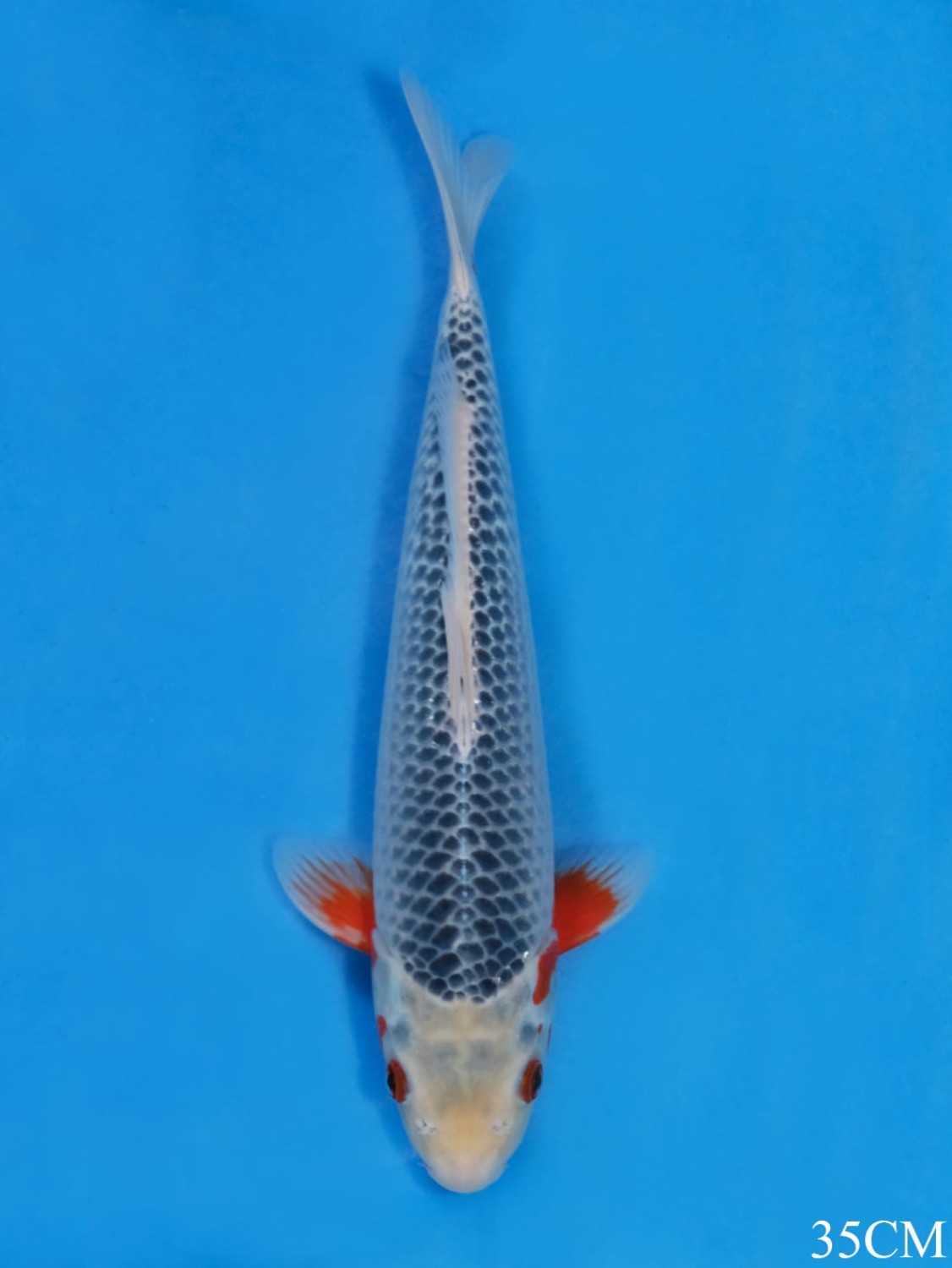 Juara 1