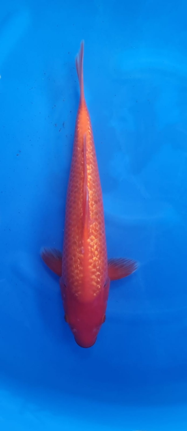 Juara 3
