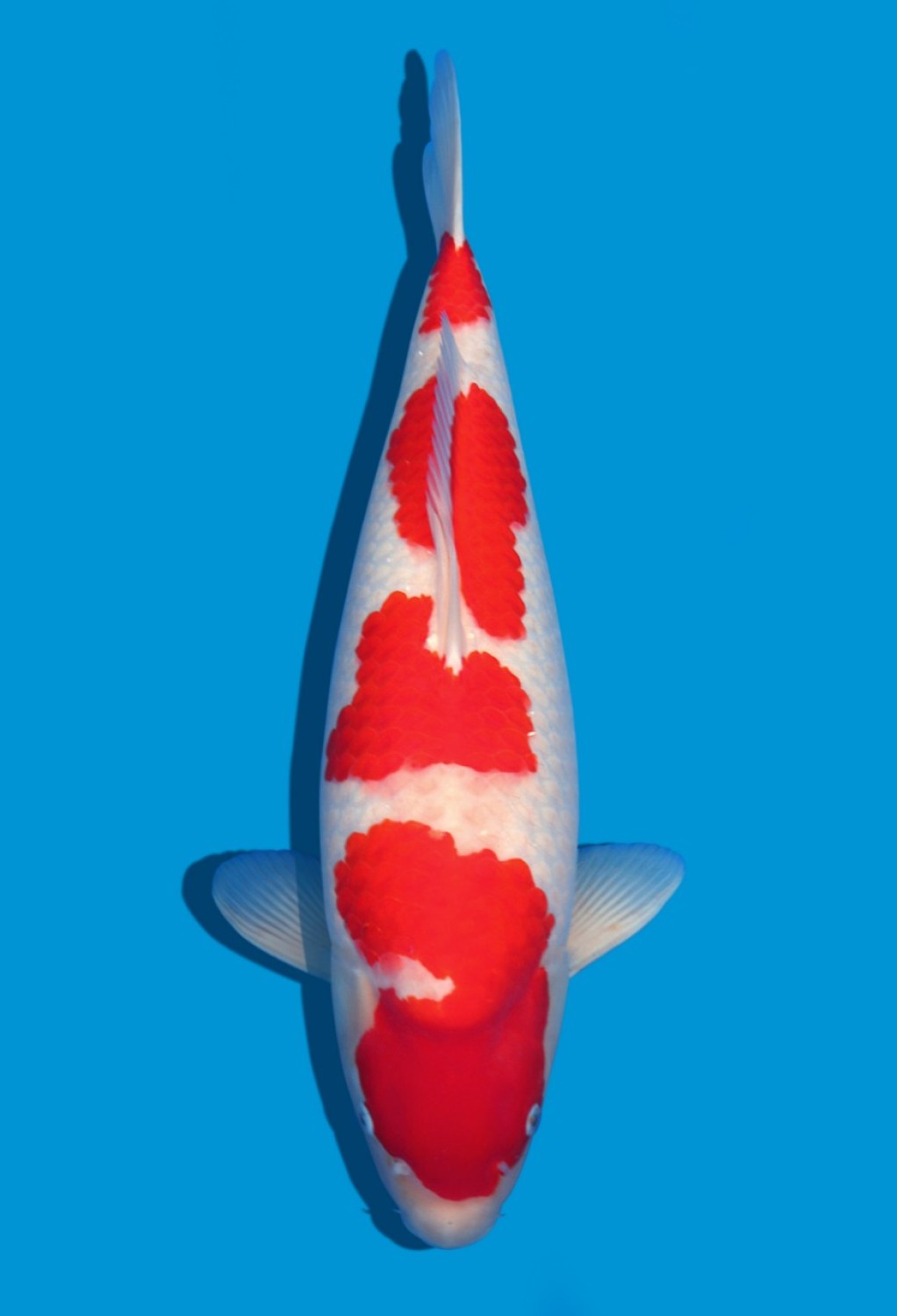 Best In Size A 61-65 Cm