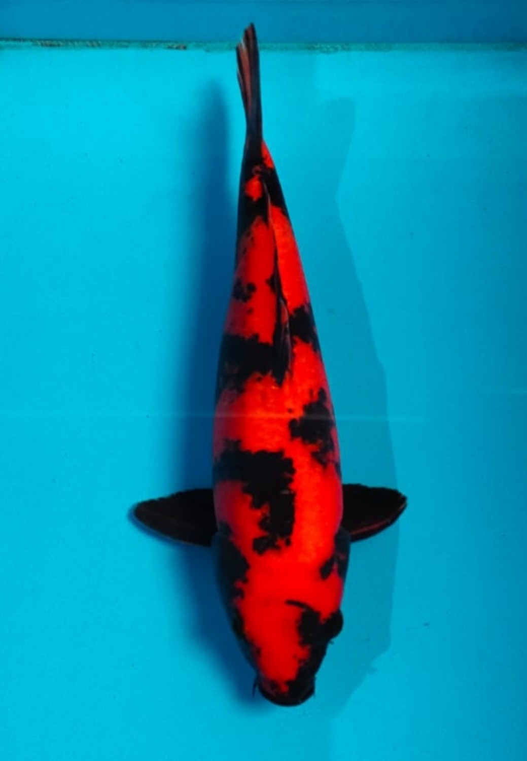 Best In Size D 36-40 Cm