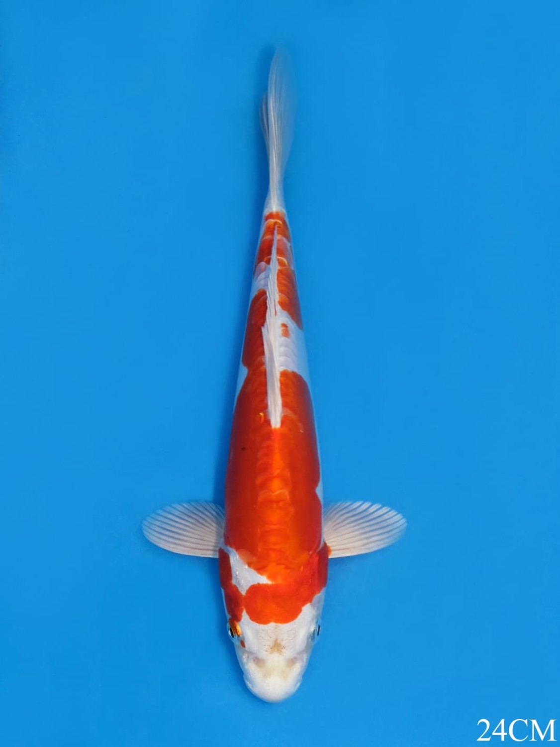 Juara 1