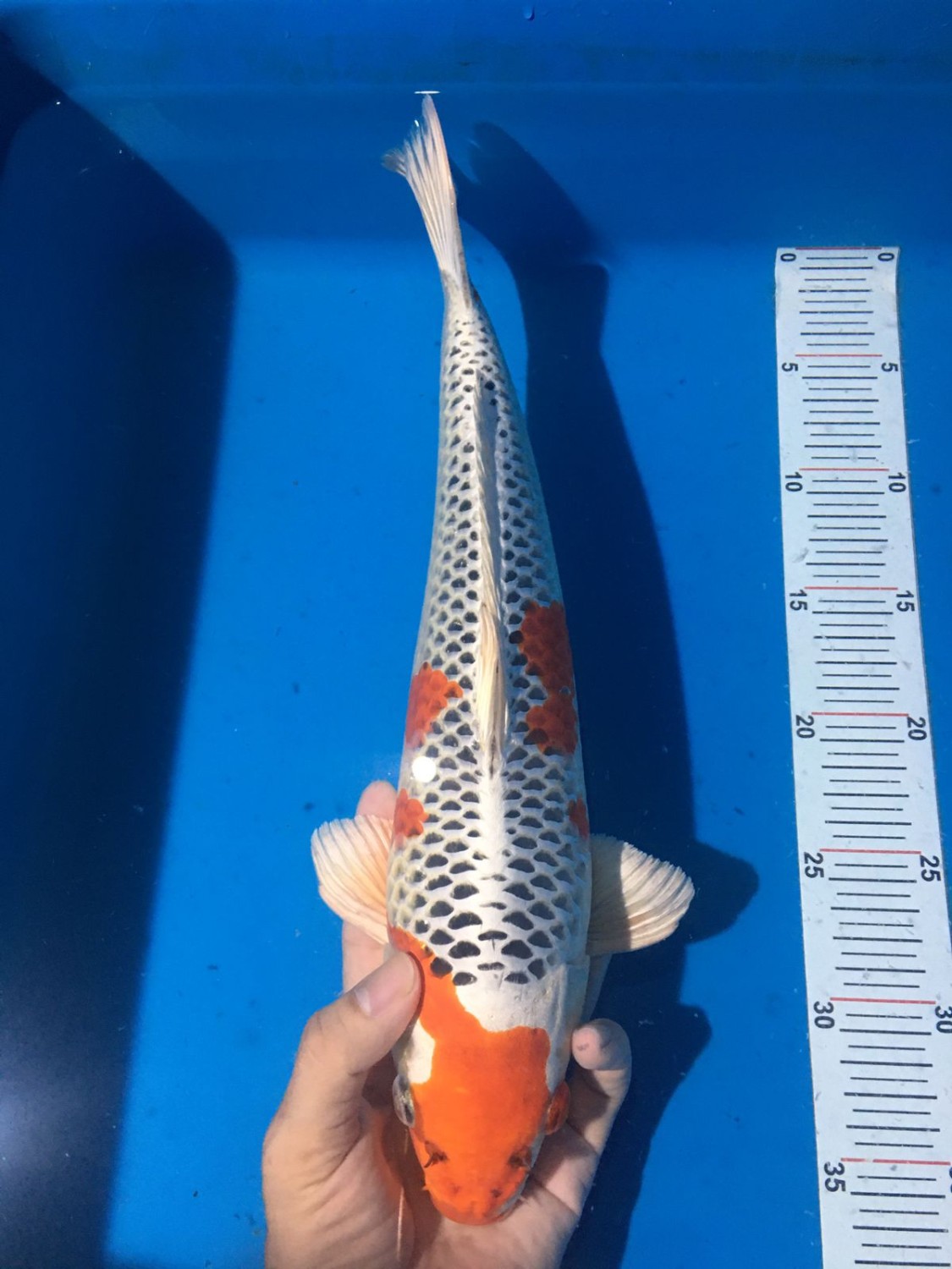 Juara 1