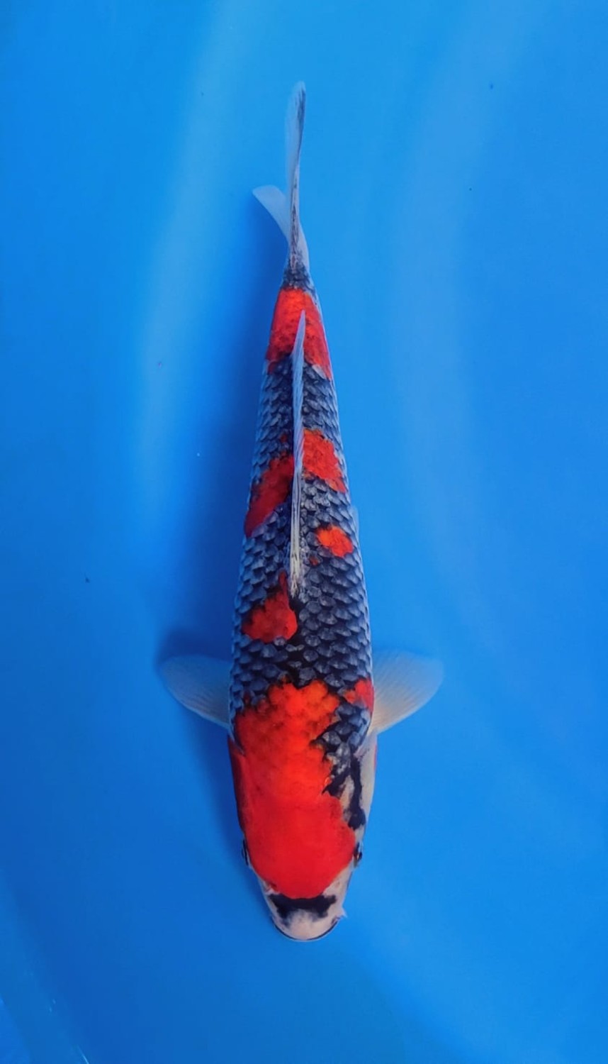 Juara 5