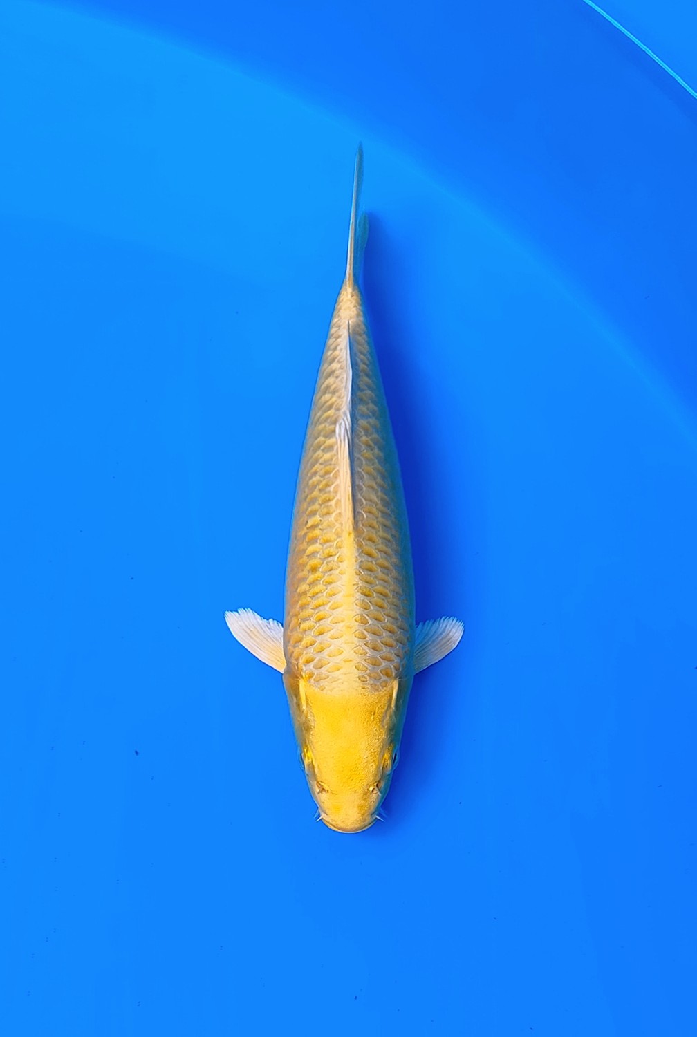 Juara 4