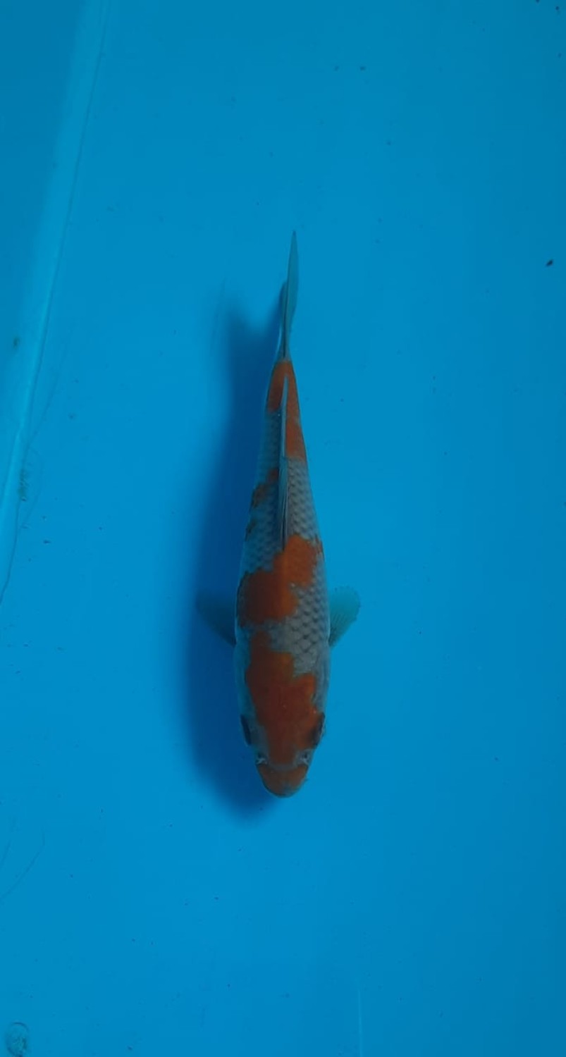 Juara 1