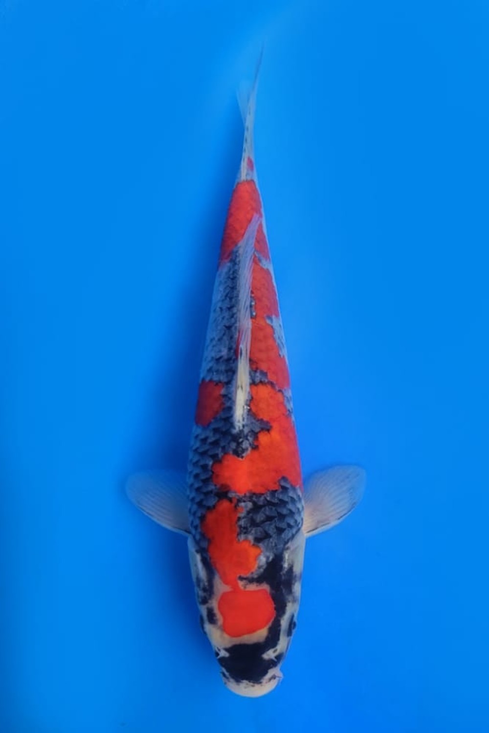 Juara 2