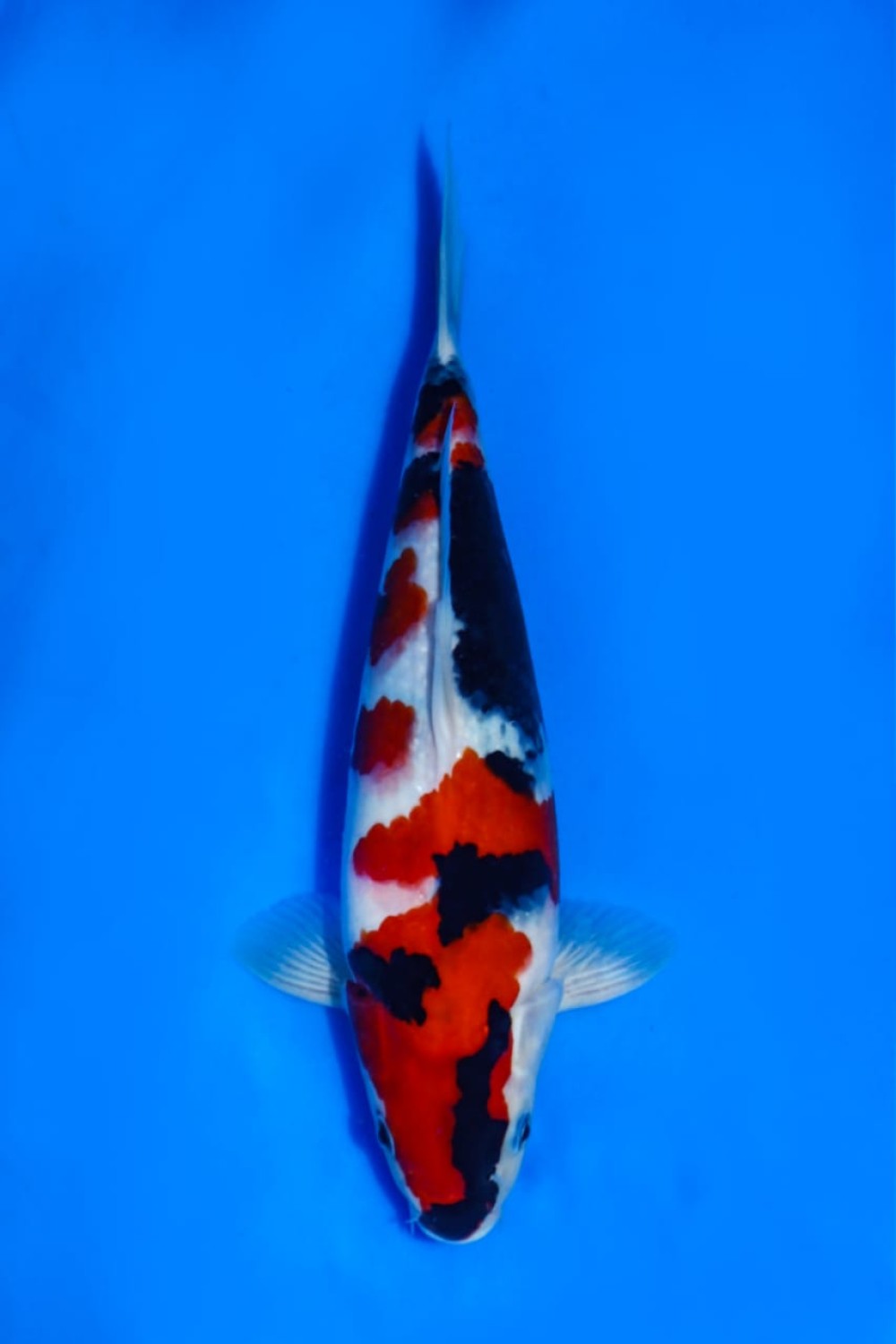 Juara 5
