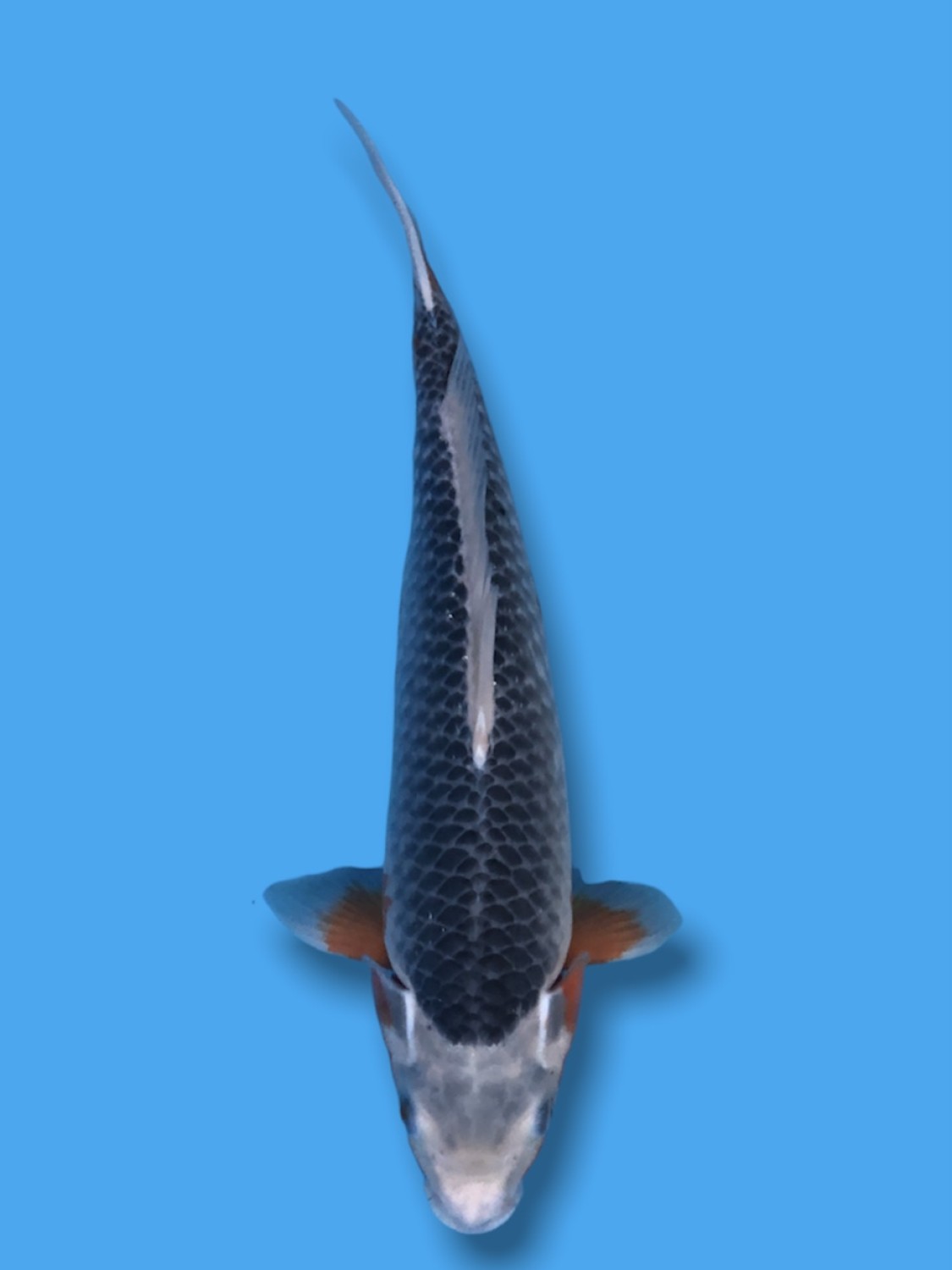Juara 2