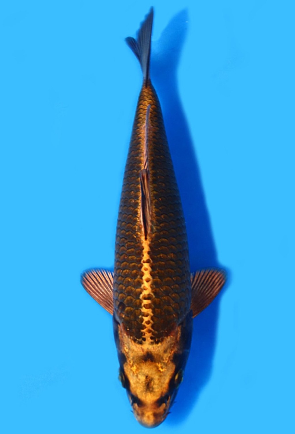 Juara 4