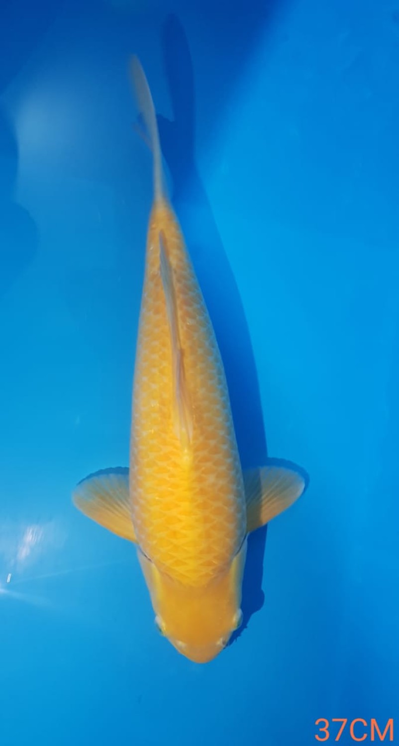 Juara 1