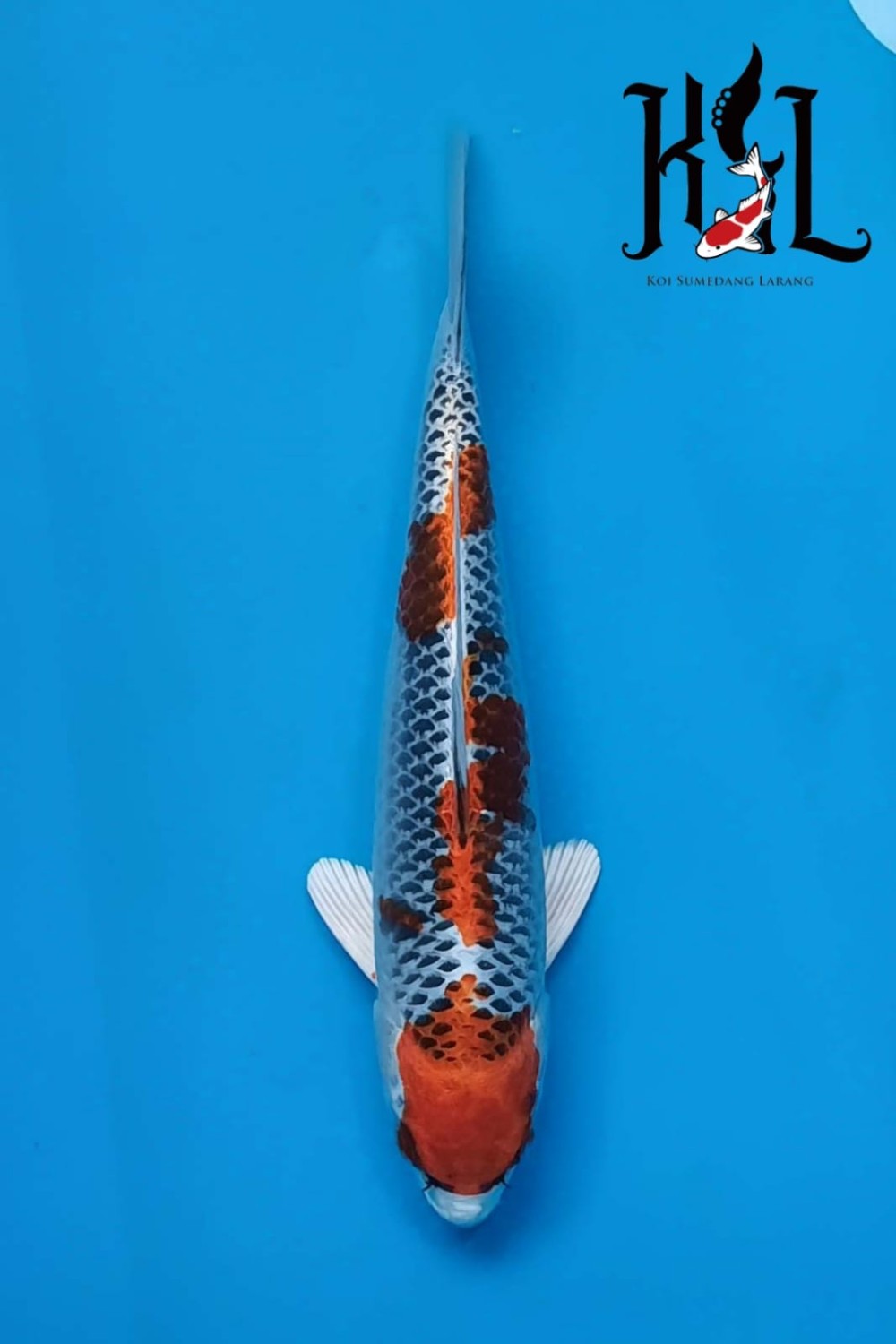 Juara 5