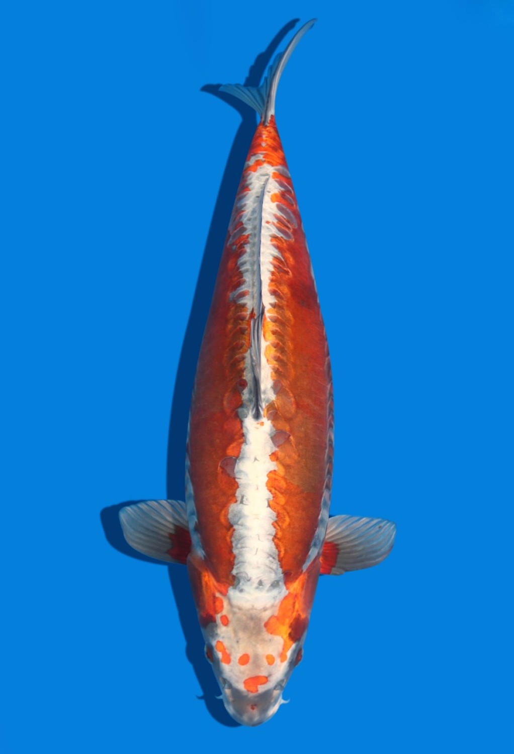 Juara 1