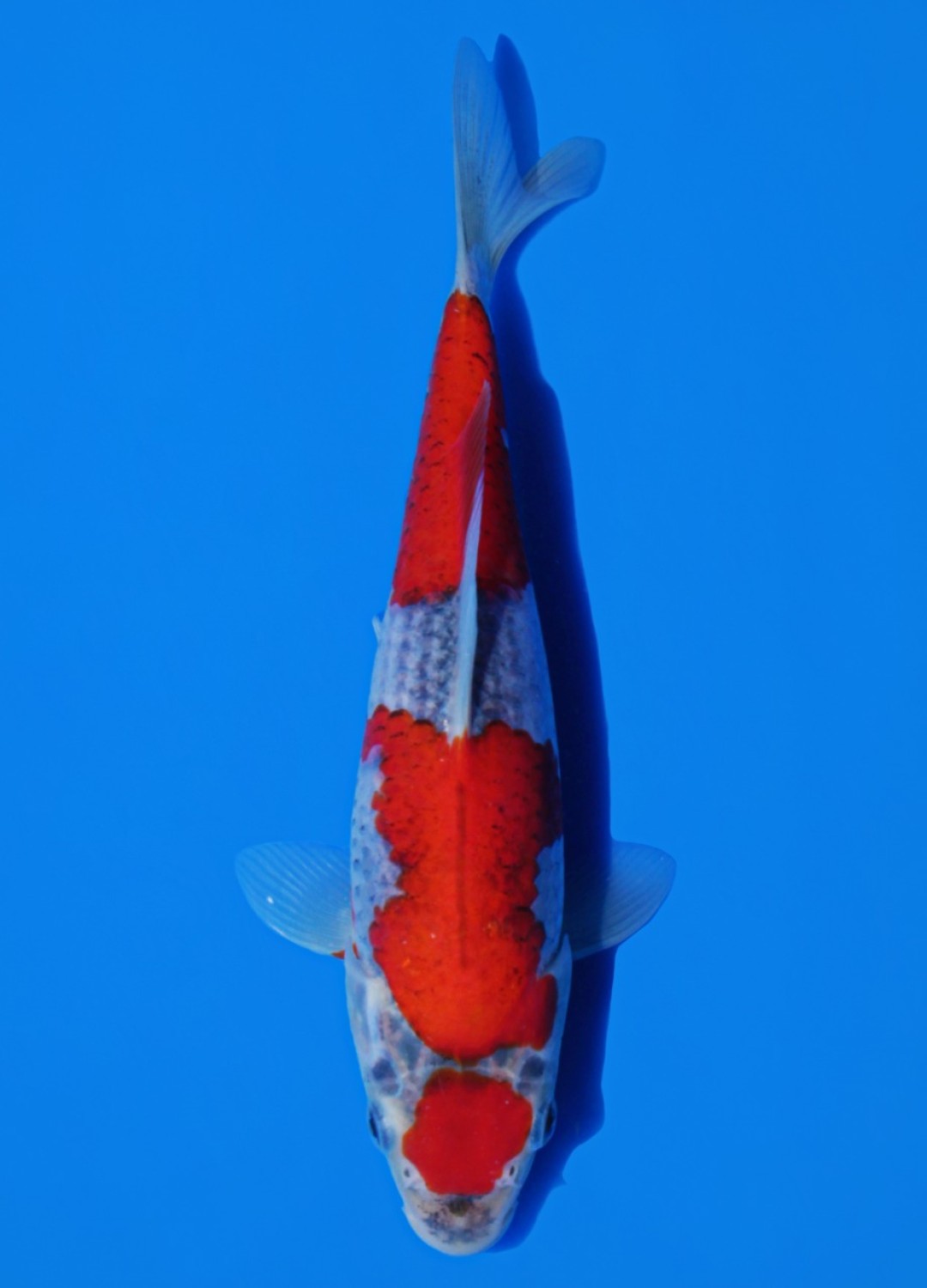 Juara 5