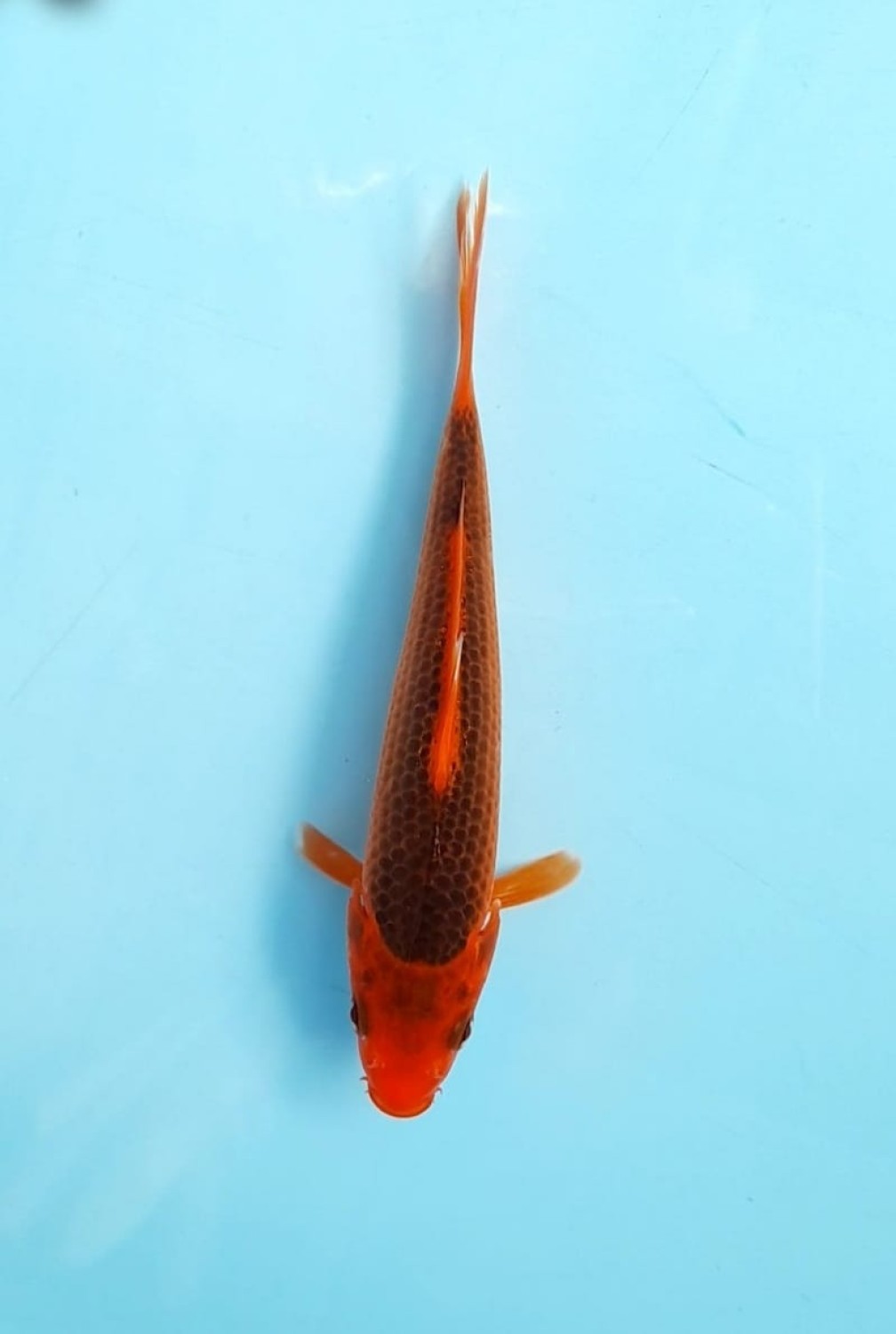 Juara 4