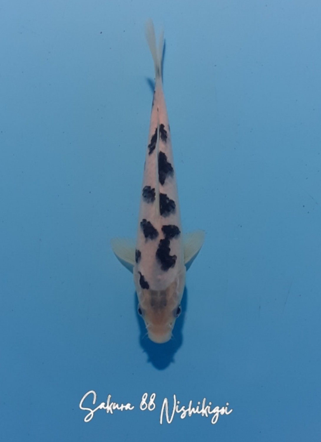 Juara 3