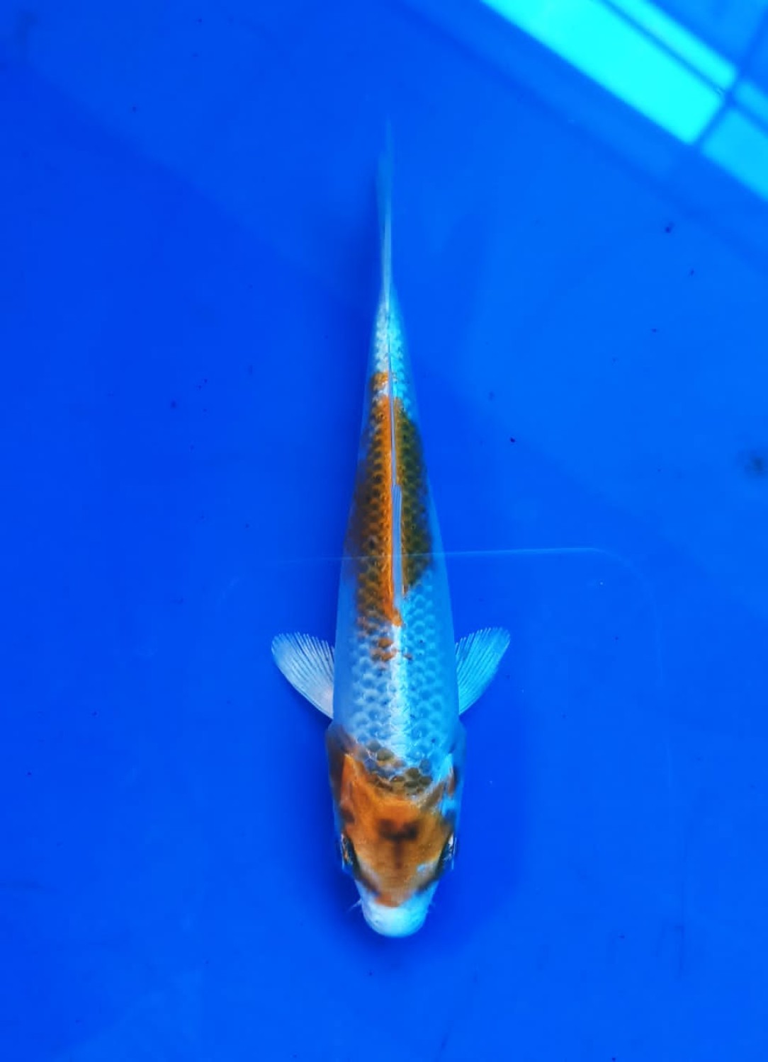 Juara 2
