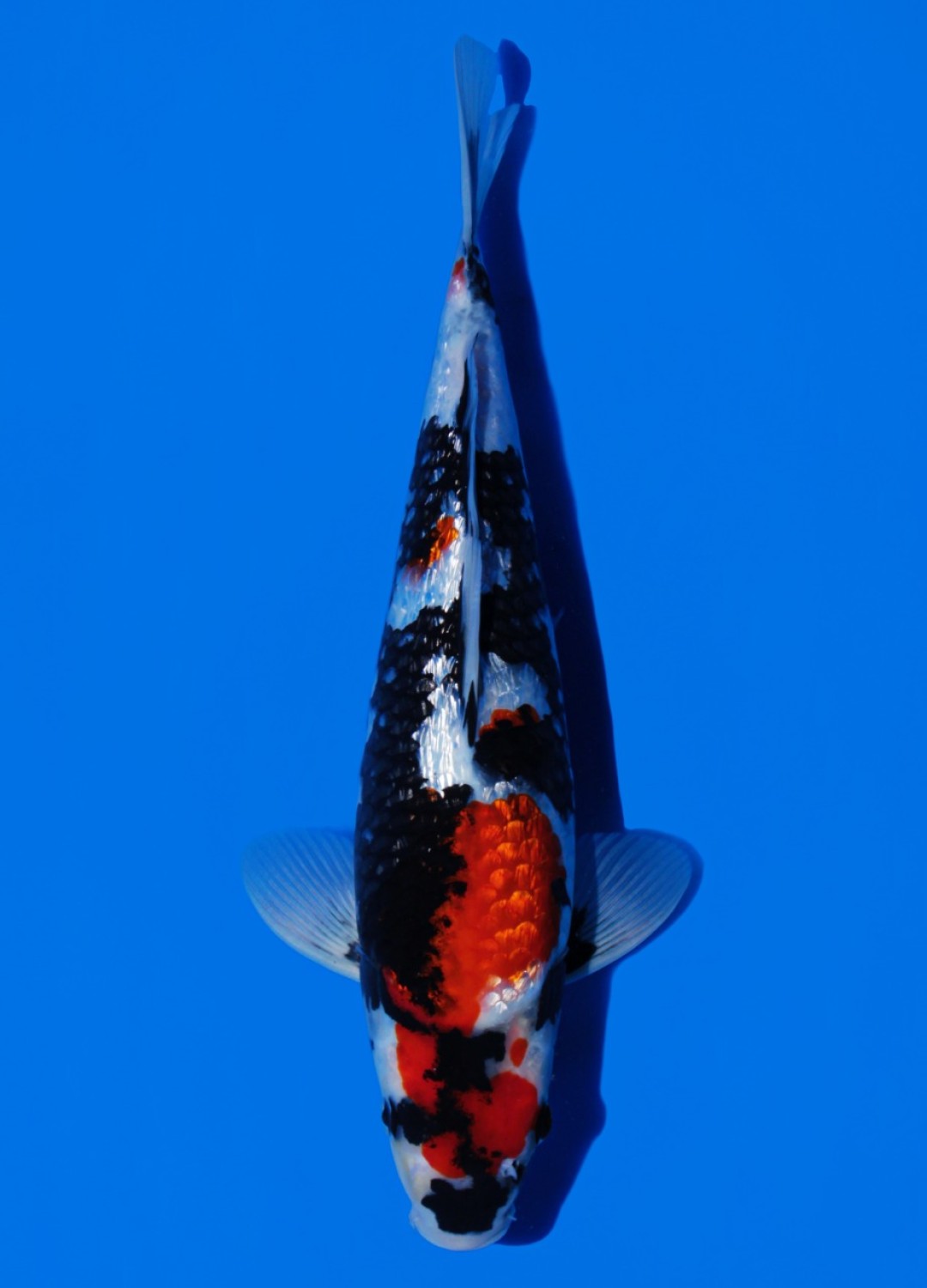 Juara 2