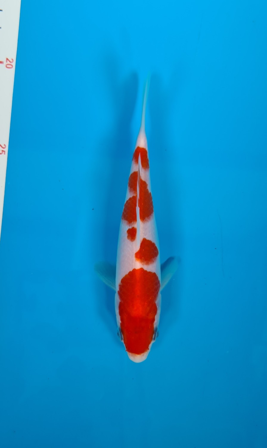 Juara 4