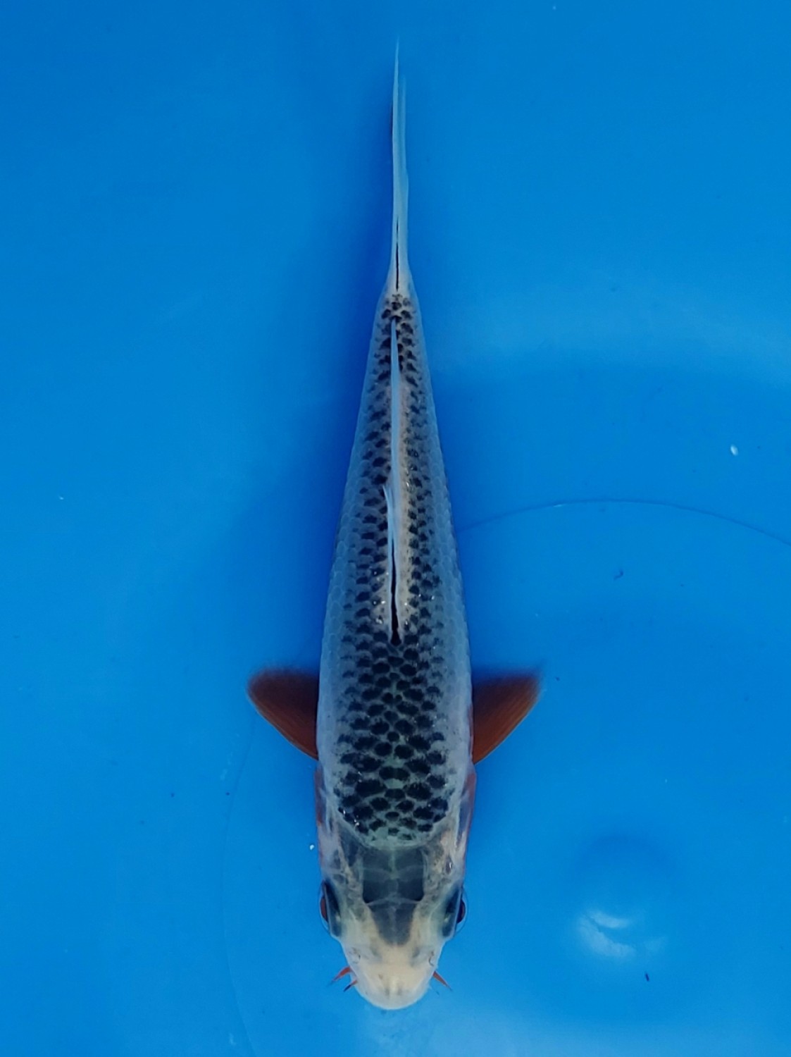 Juara 2