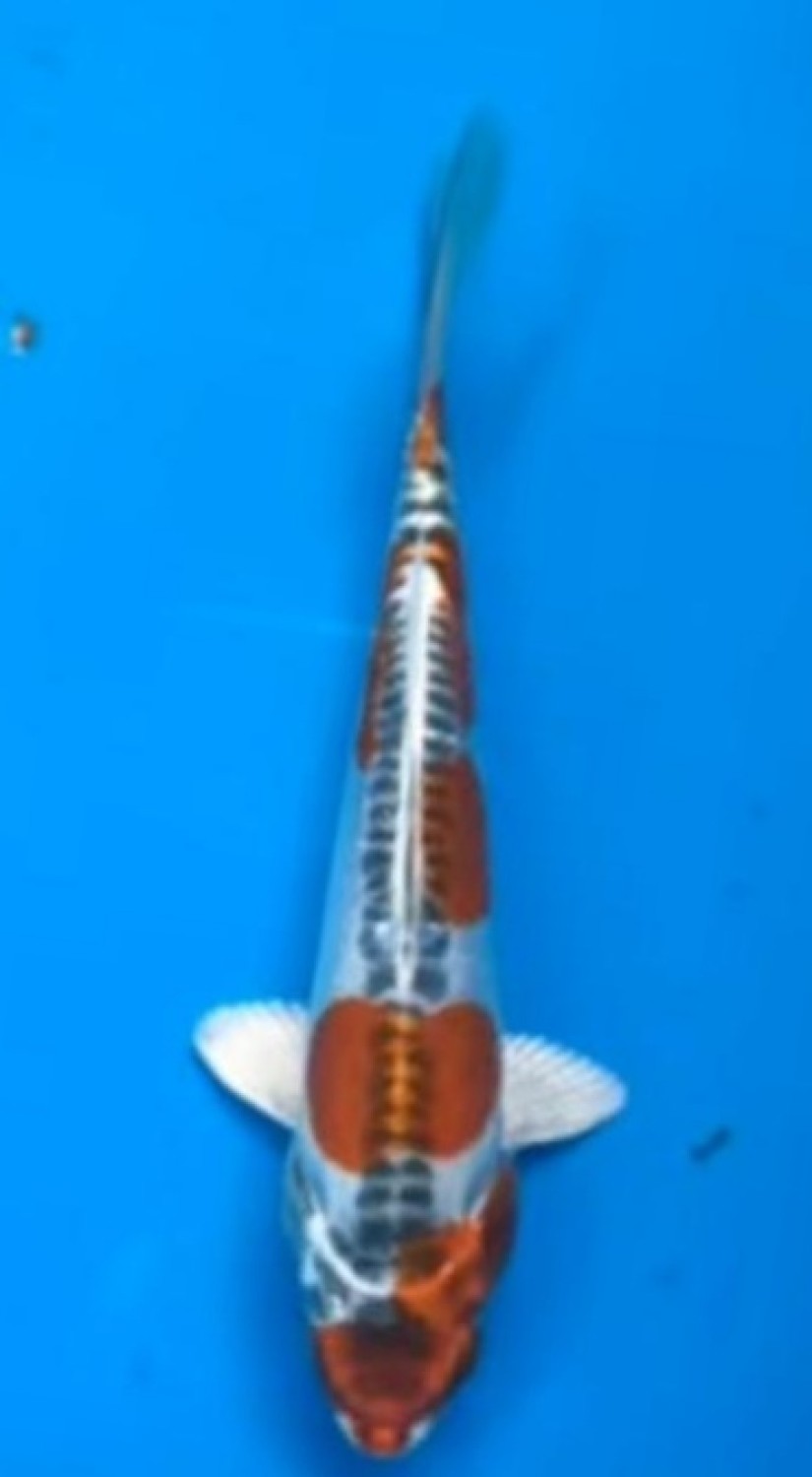 Juara 2