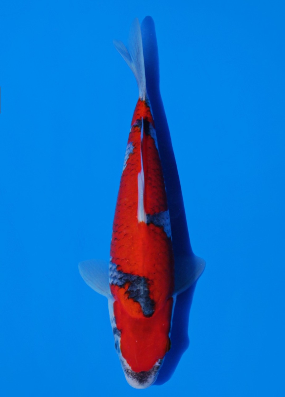 Juara 2