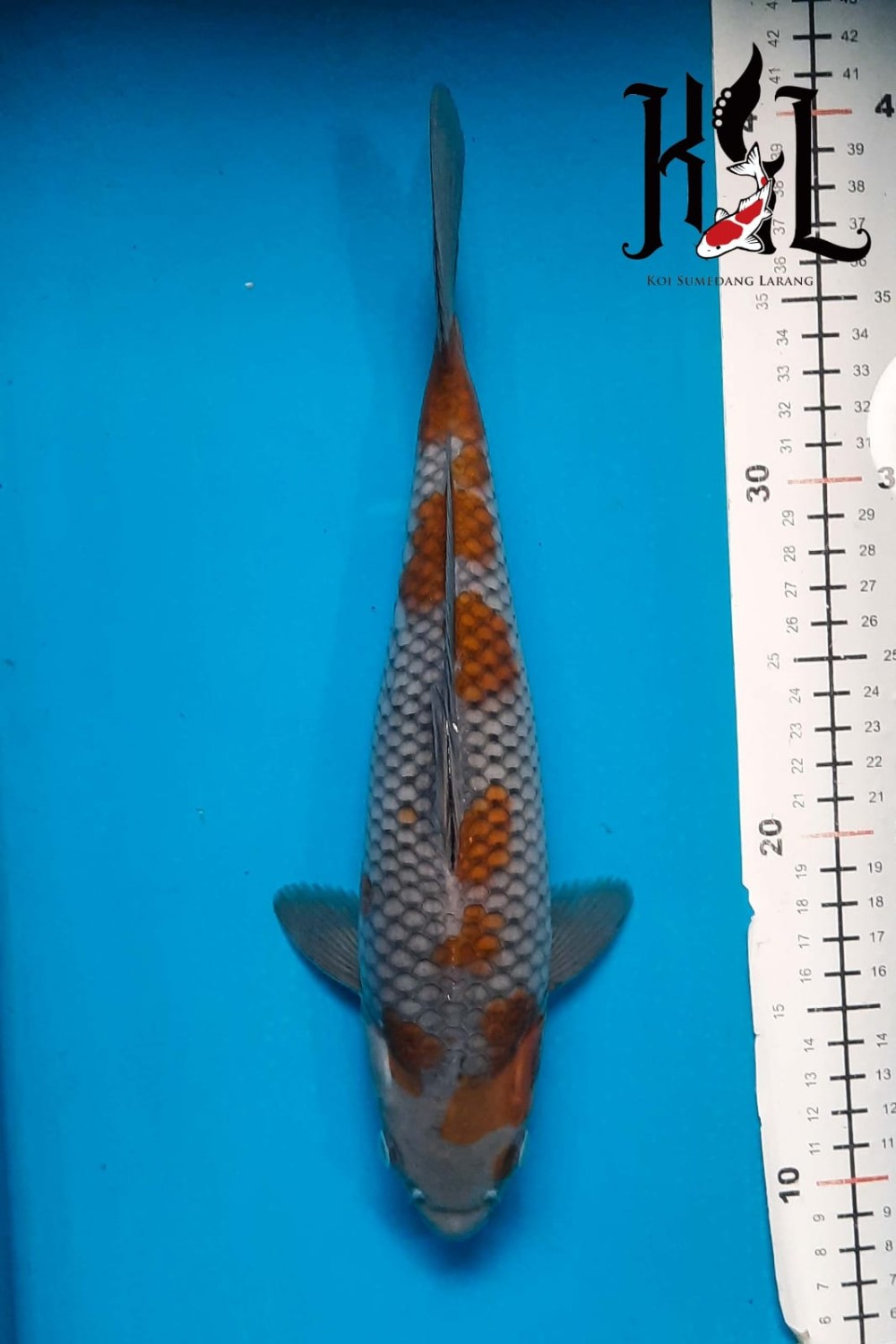 Juara 5