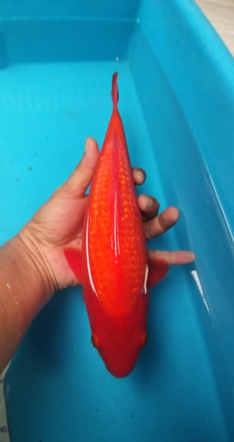 Juara 1