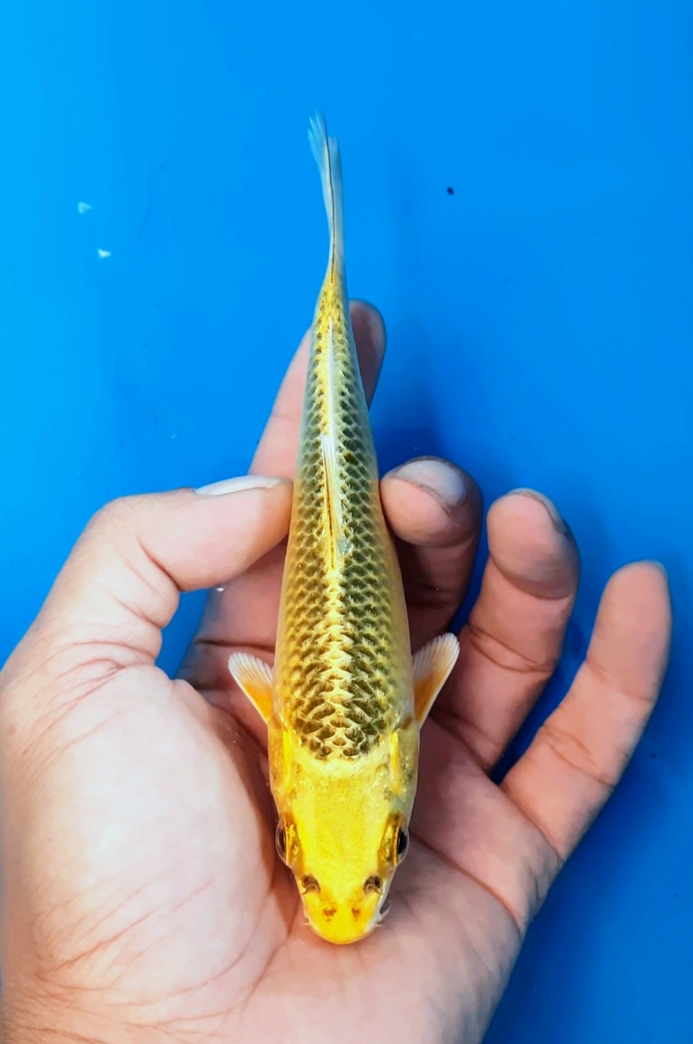 Juara 5