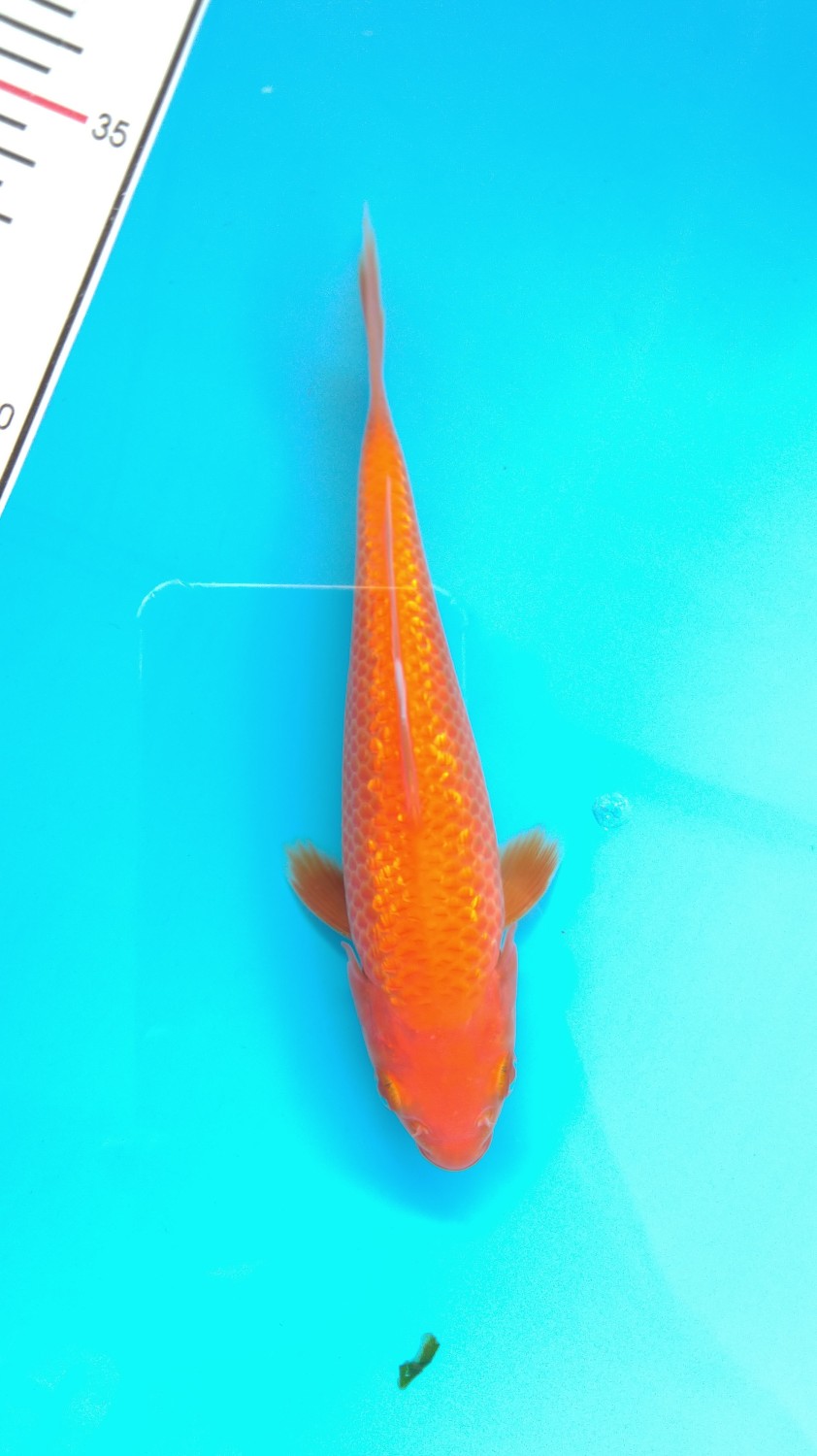 Juara 5