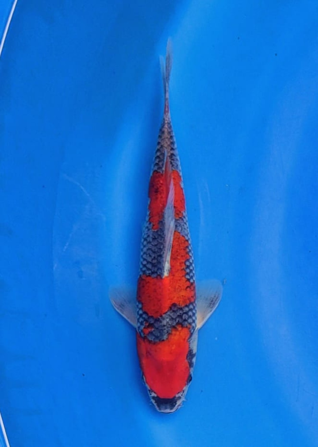 Juara 5