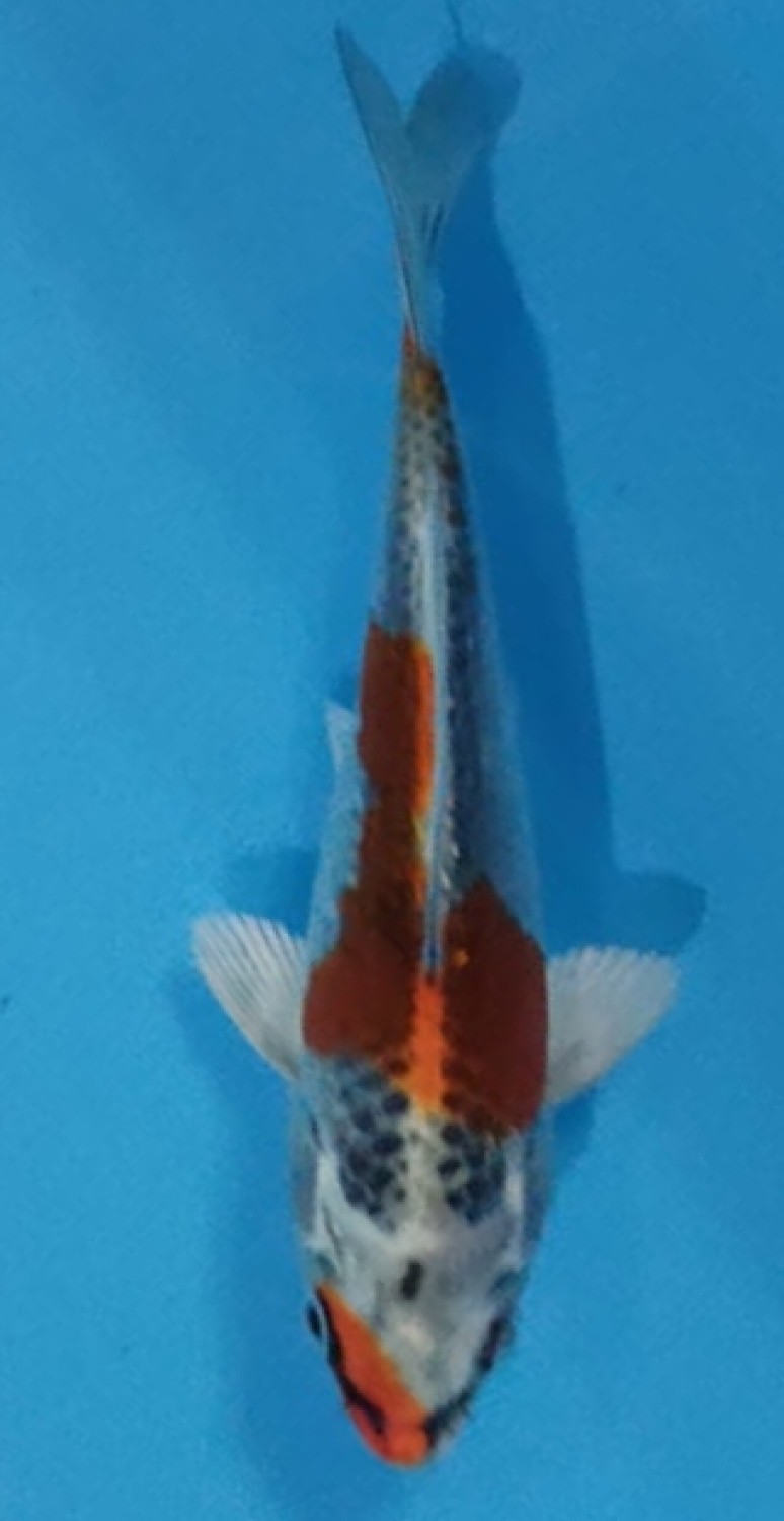 Juara 2